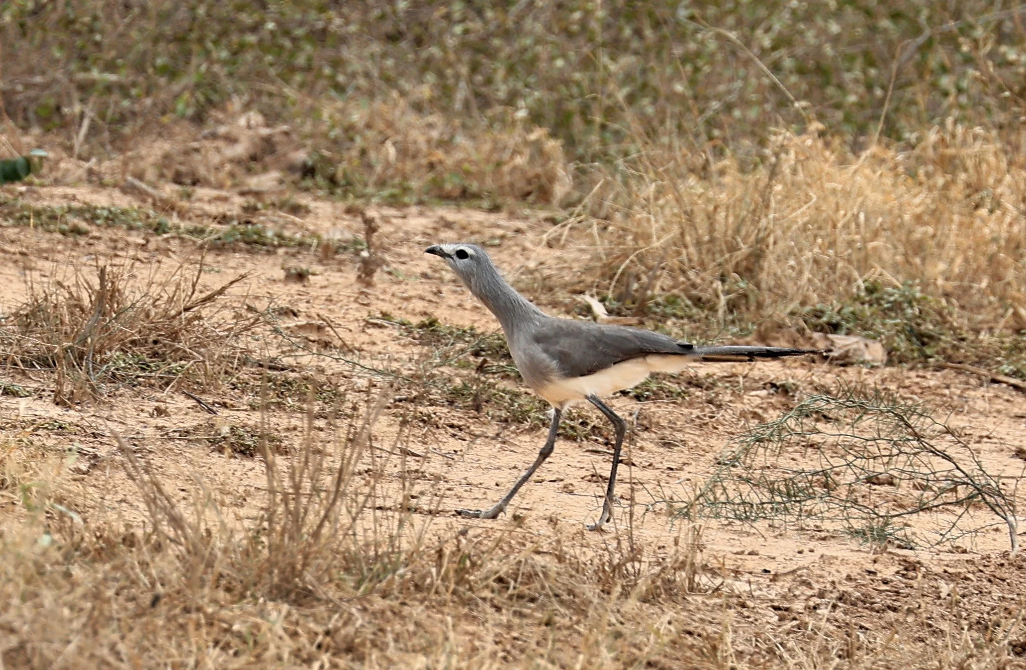 Black-legged Seriema (Chunga burmeisteri) Agua Dulce Paraguay (4).jpg