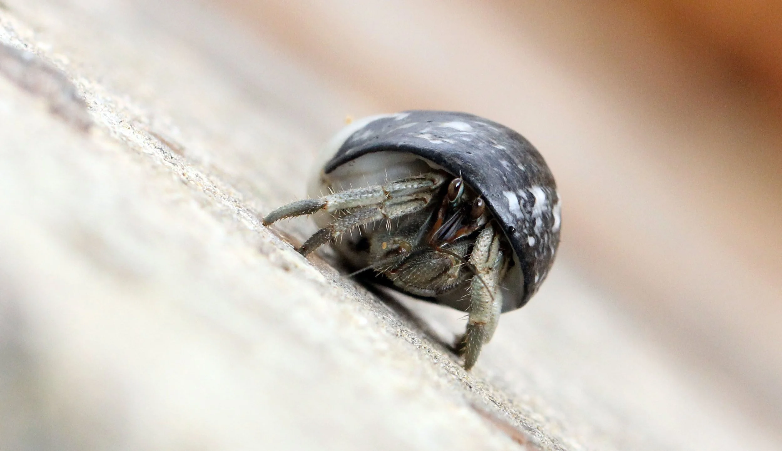 2015 Koh Lanta Build and Fun (157).JPG