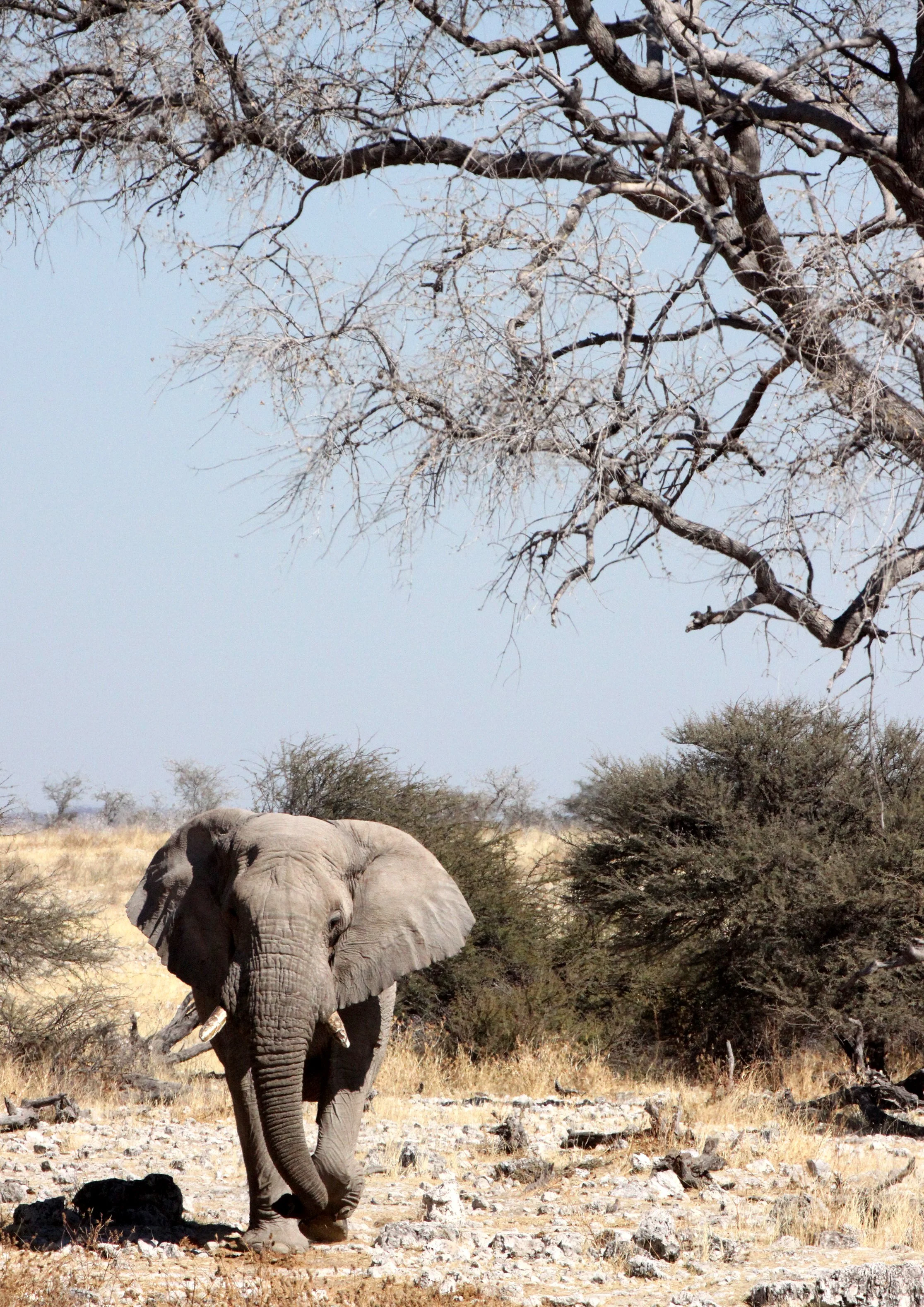 ELEPHANT - AFRICAN ELEPHANT - ETOSHA NATIONAL PARK NAMIBIA (113).JPG