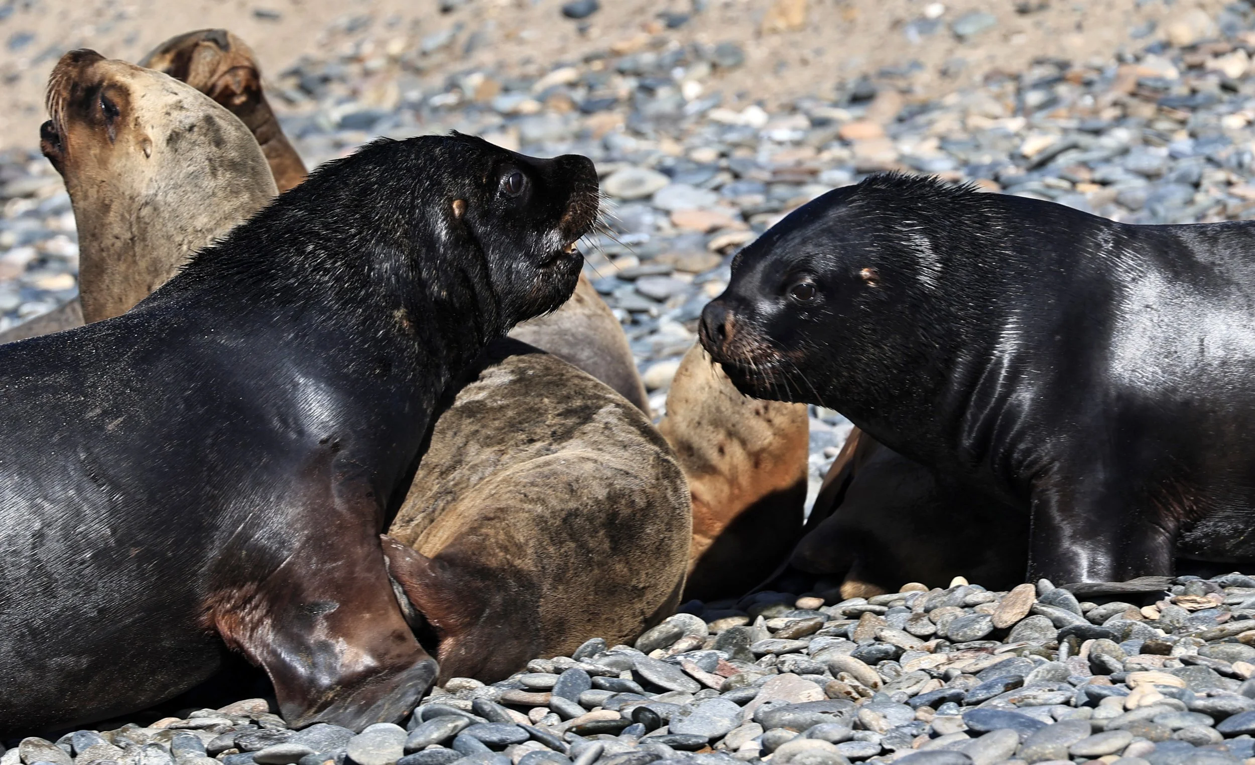 South American Sea Lion (Otaria flavescens) Puerto Rawson Argentina (27).jpg