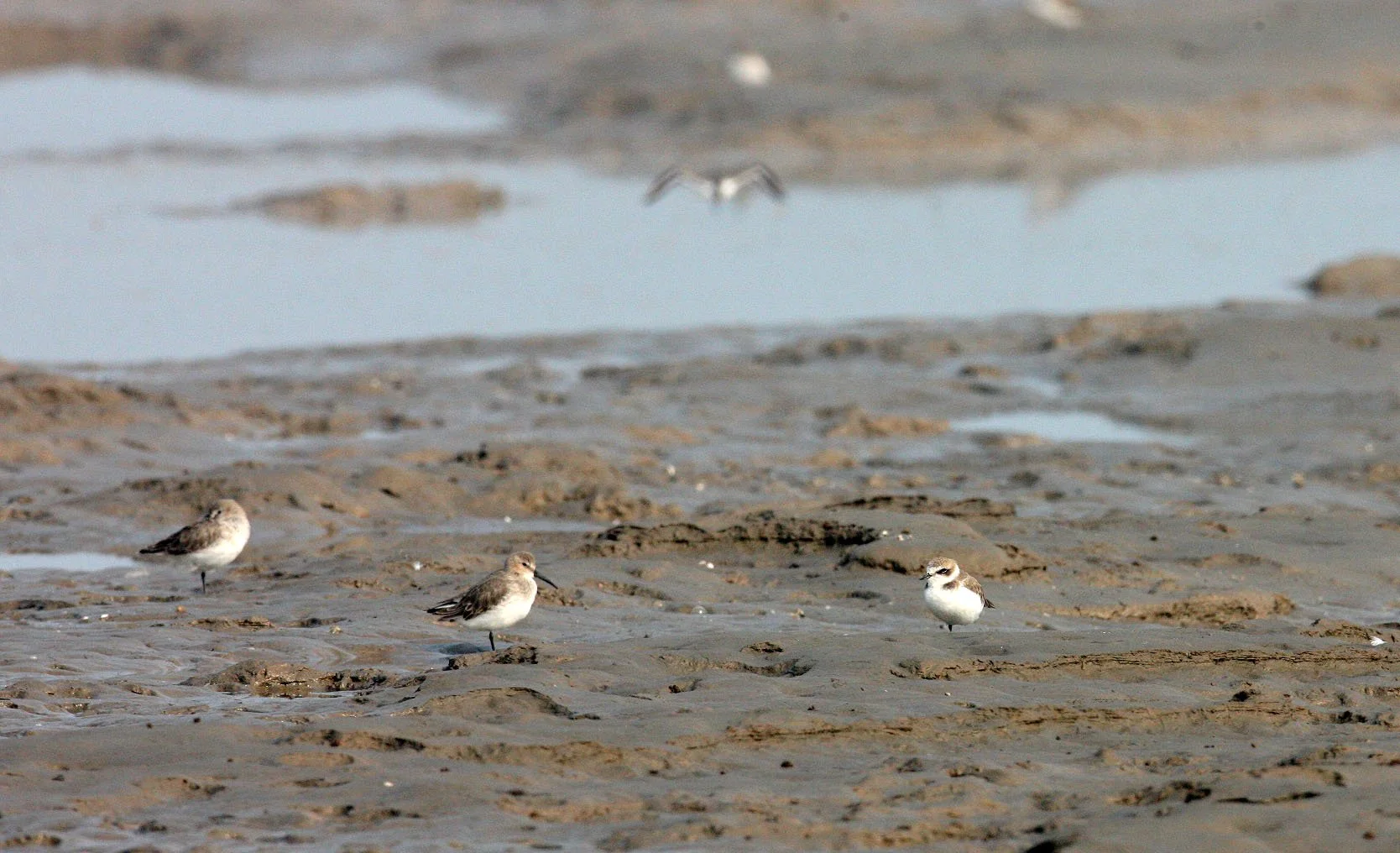 BIRD - PLOVER - KENTISH PLOVER - DUNLIN - NANKOU, RUDONG, CHINA.JPG