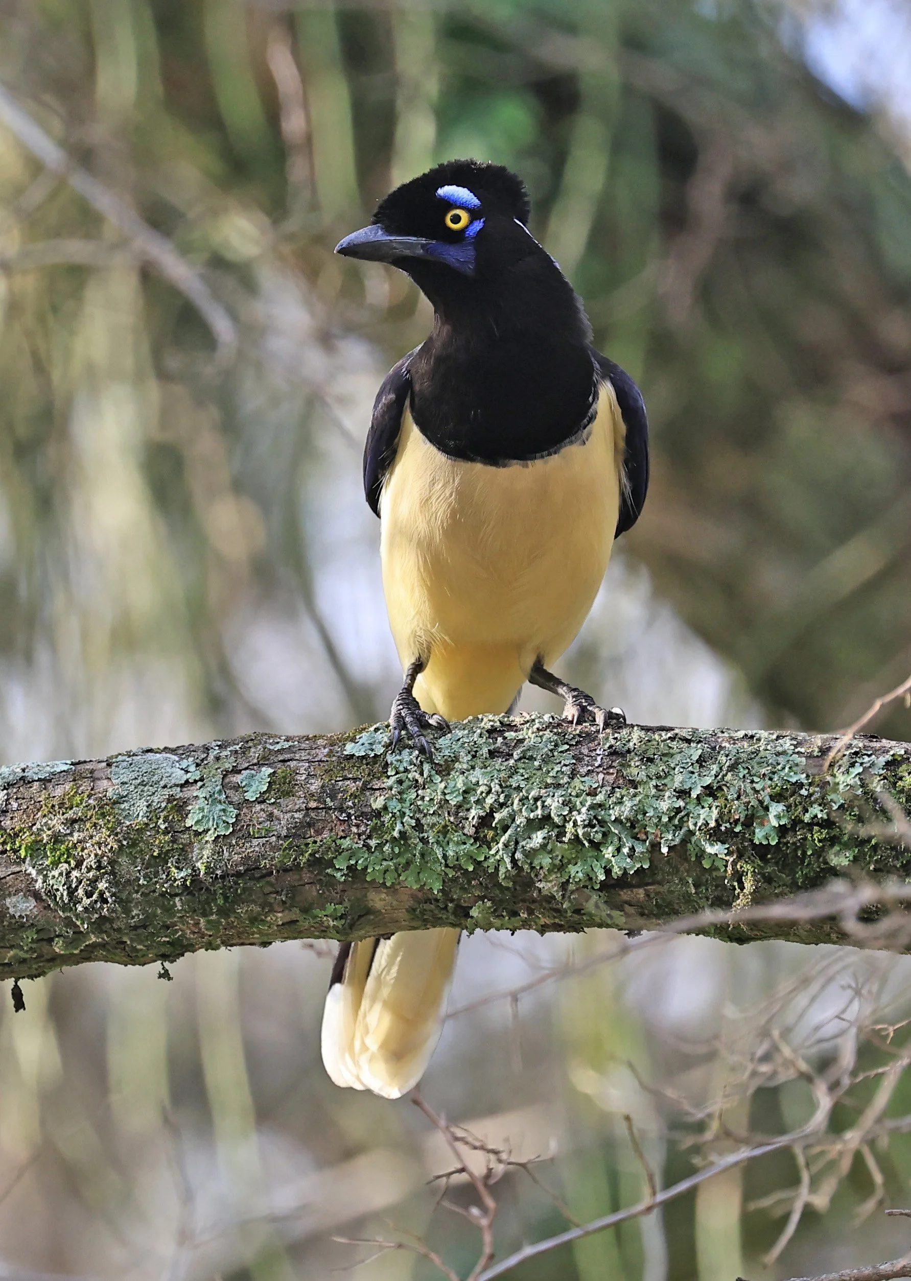 Plush-crested Jay (Cyanocorax chrysops) El Palmar National Park, Entre Rios, Argentina (41).jpg