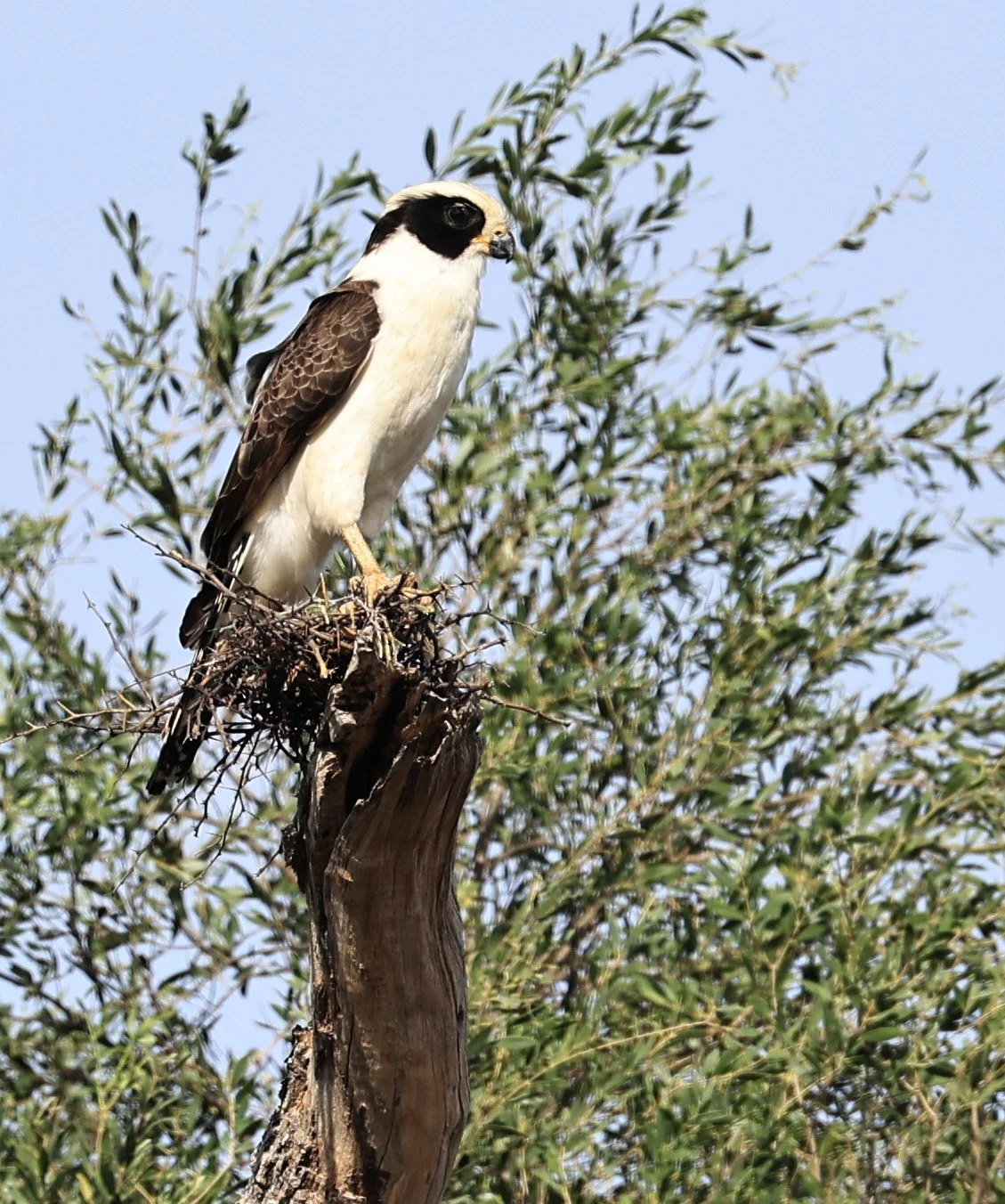 Laughing Falcon (Herpetotheres cachinnans) Reserva Natural Canada el Carmen, Paraguay (5).jpg