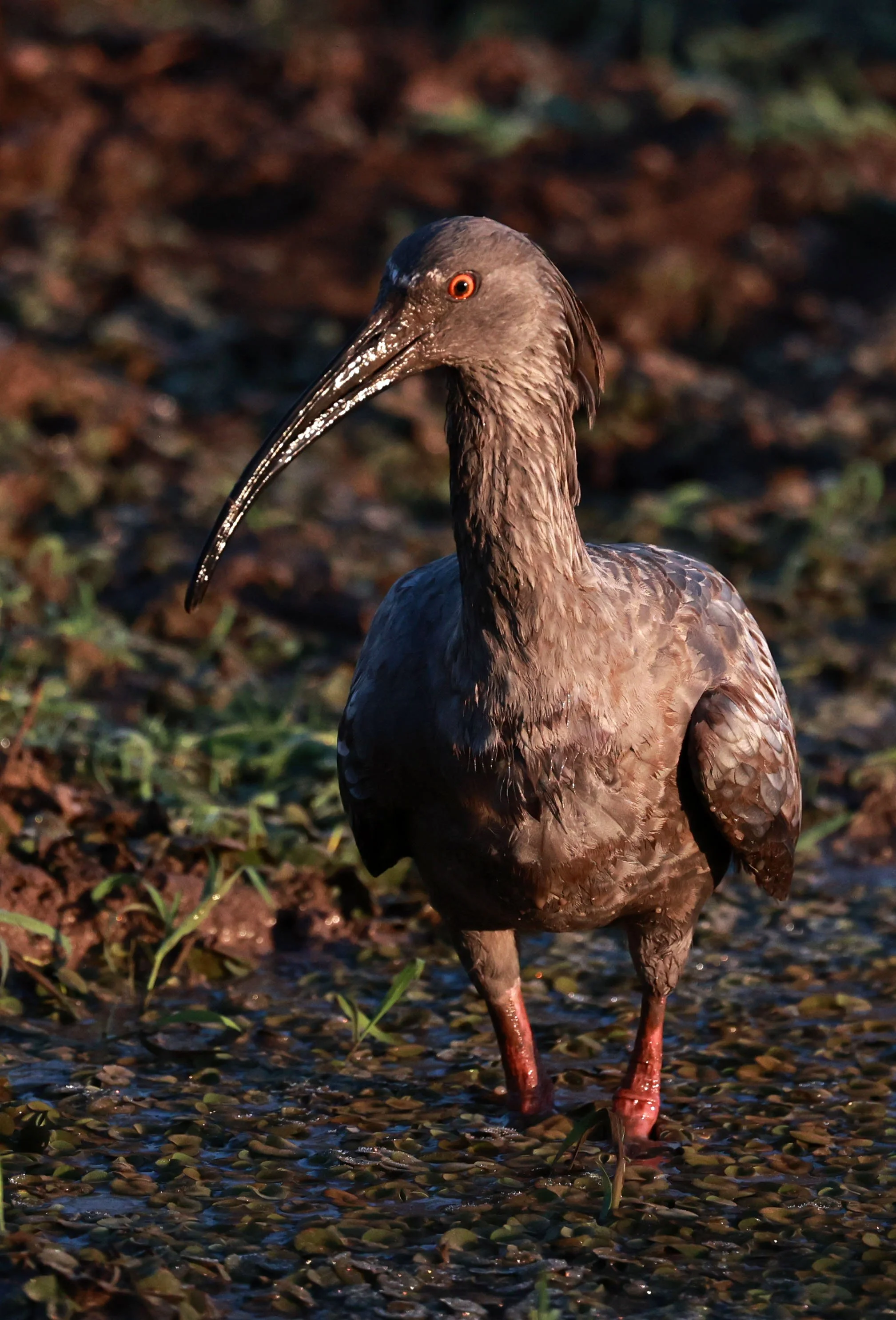 Ibis - Plumbeous Ibis - Theristicus caerulescens - Pousada Aguape - Fazenda São José Zona Rural, Aquidauana, Mato Grosso do Sul, Brazil (14).jpg