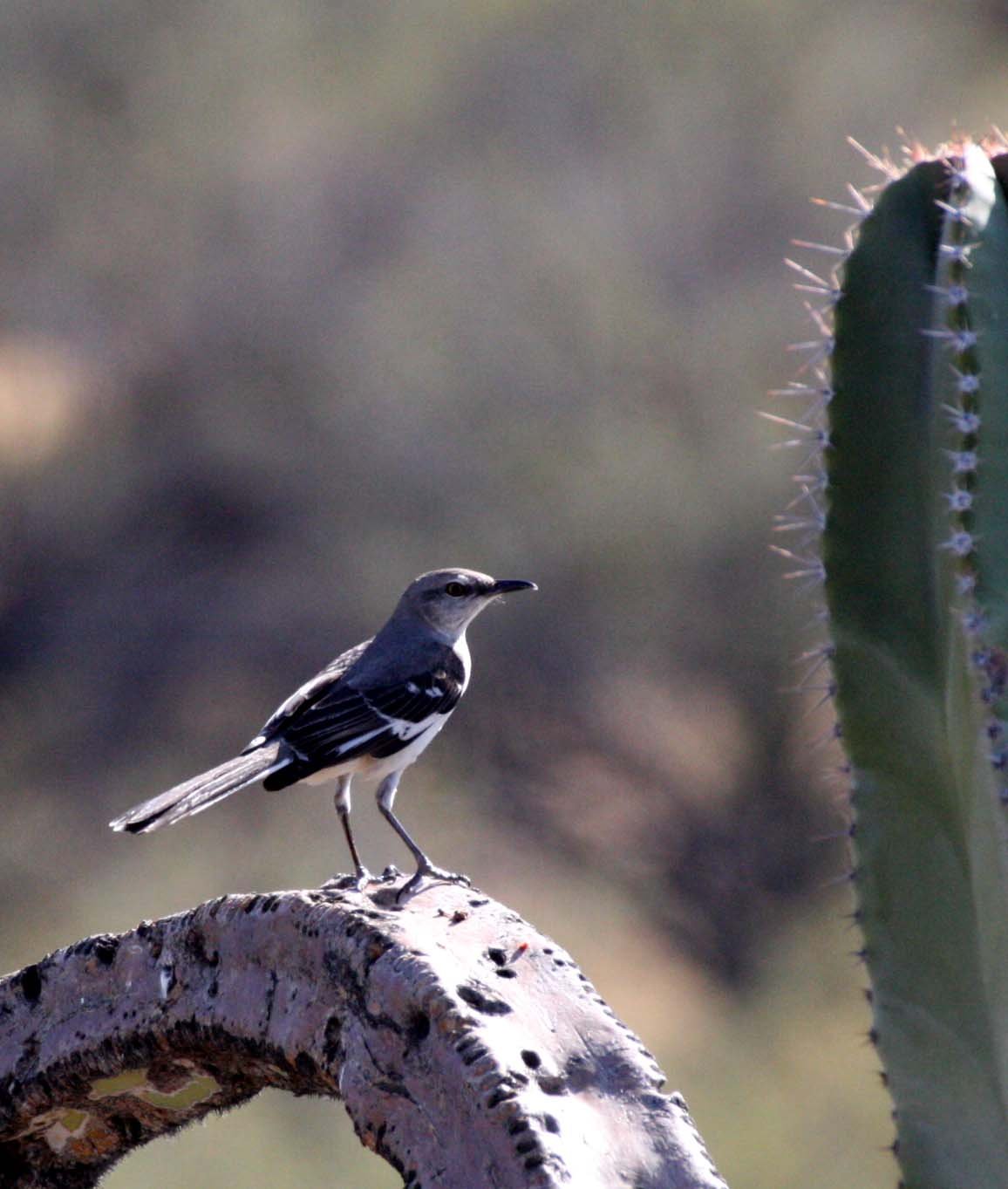 Northern Mockingbird (Mimus polyglottos) Catavina Desert Baja Mexico (8).JPG