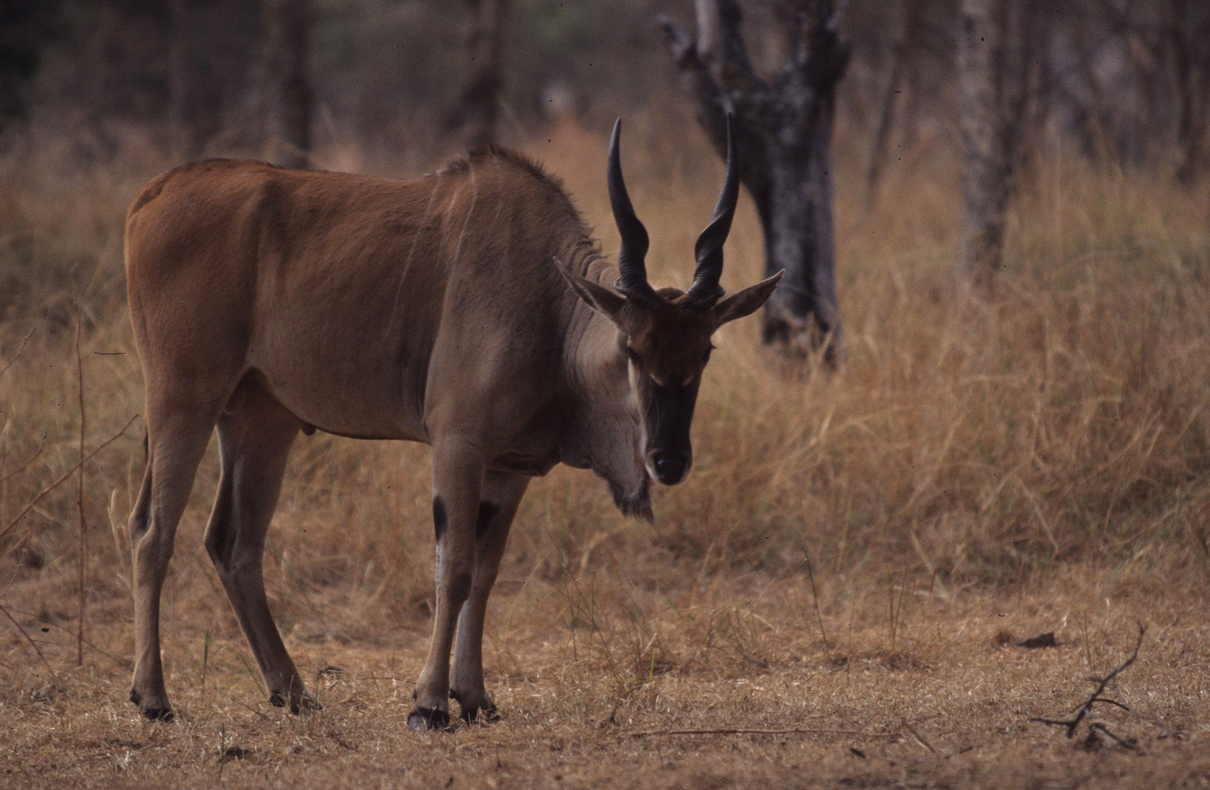 BOVID - ELAND - LESSER - ZIMBABWE (5).jpg