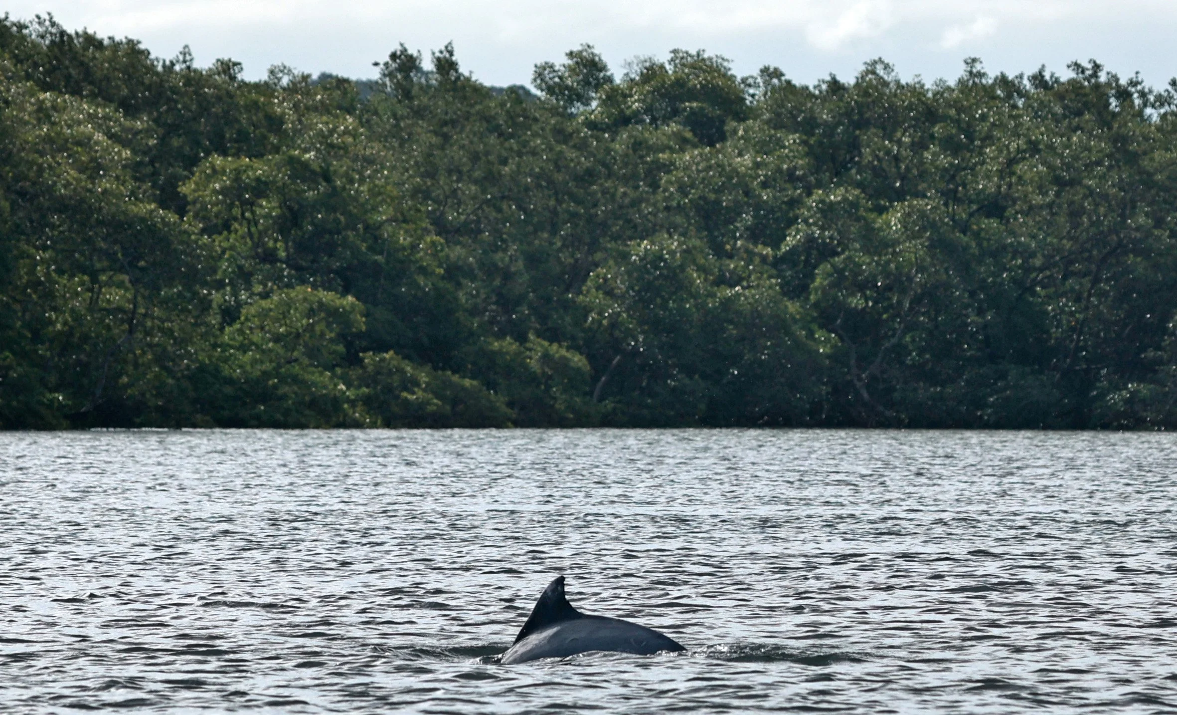 Guiana Dolphin (Sotalia guianensis) Superagüi National Park, Brazil (19).jpg