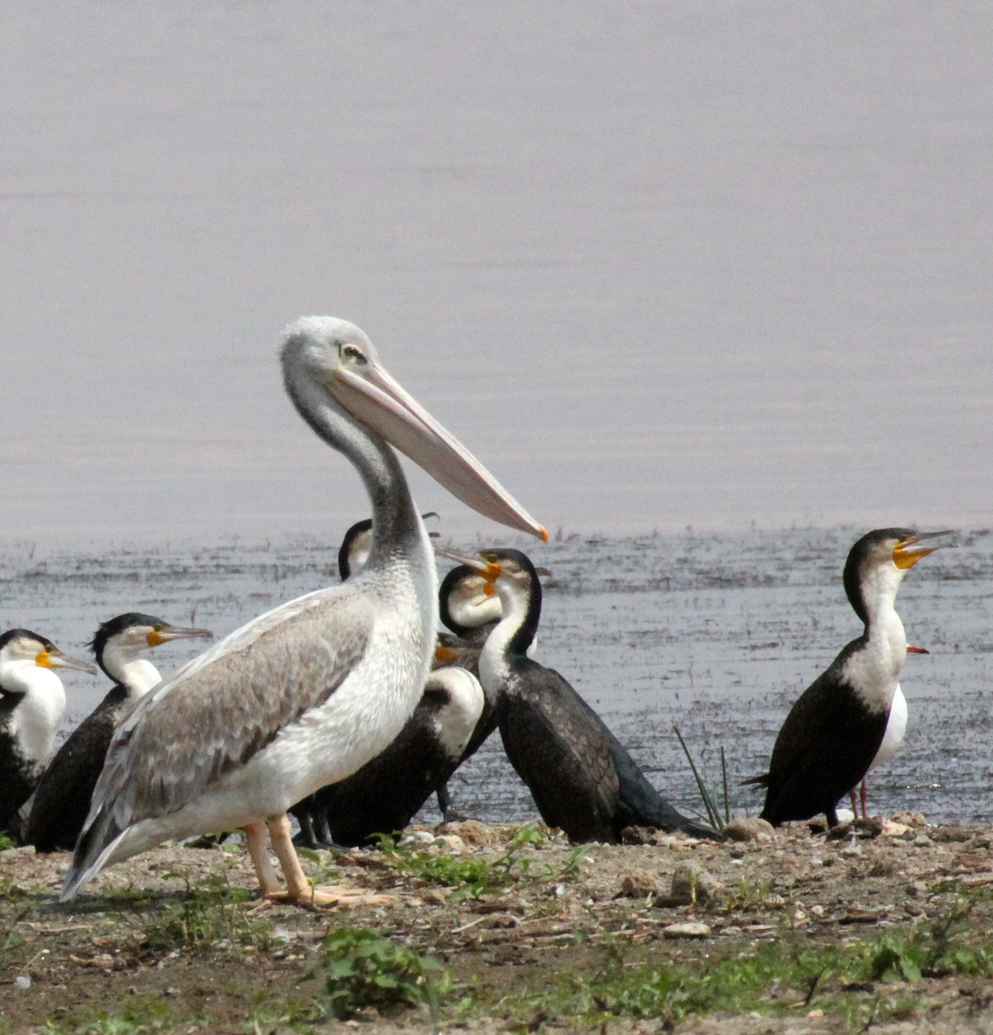 Pelecanus rufescens - PINK-BACKED PELICAN - LANGANO LAKE ETHIOPIA (9).JPG