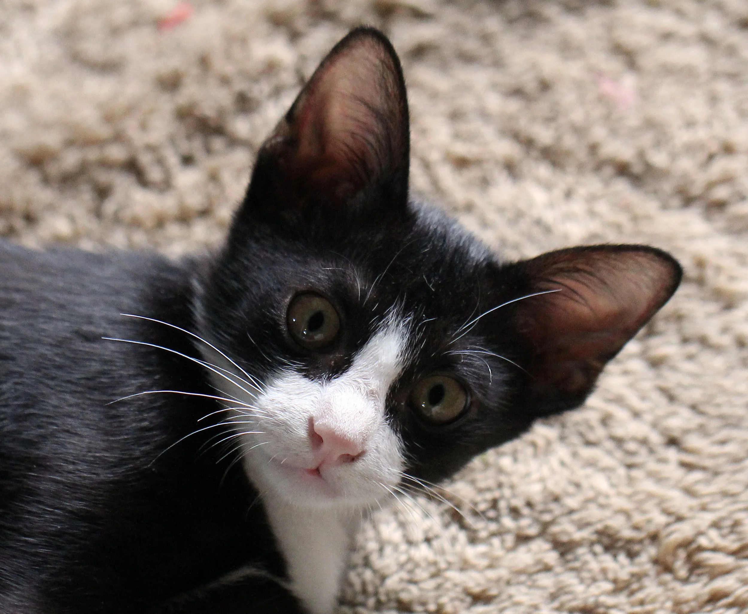 2015 Cats - Ukura & Jean Luc (2).JPG