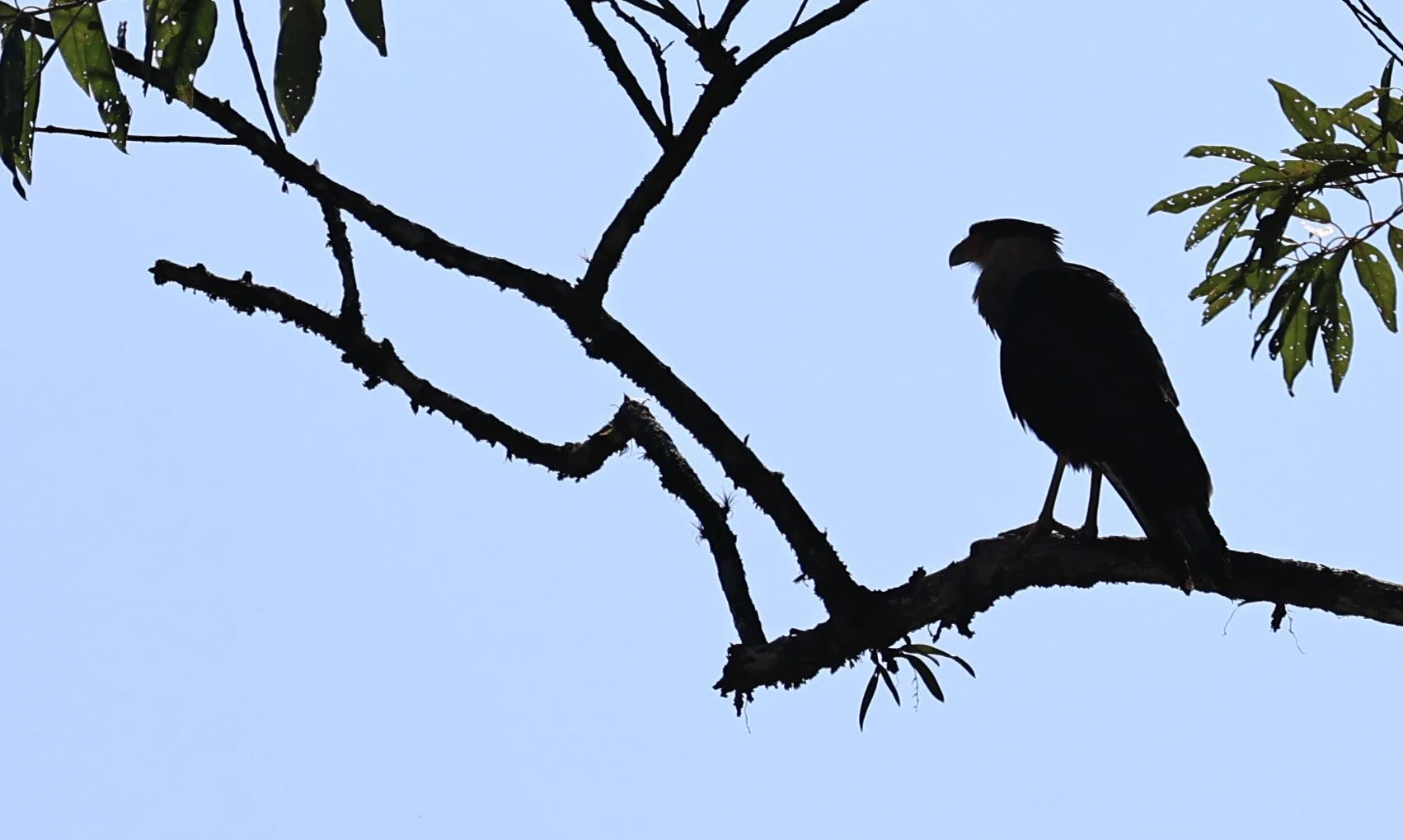 Crested Caracara (Caracara plancus) Superagui National Park, Brazil (3).jpg
