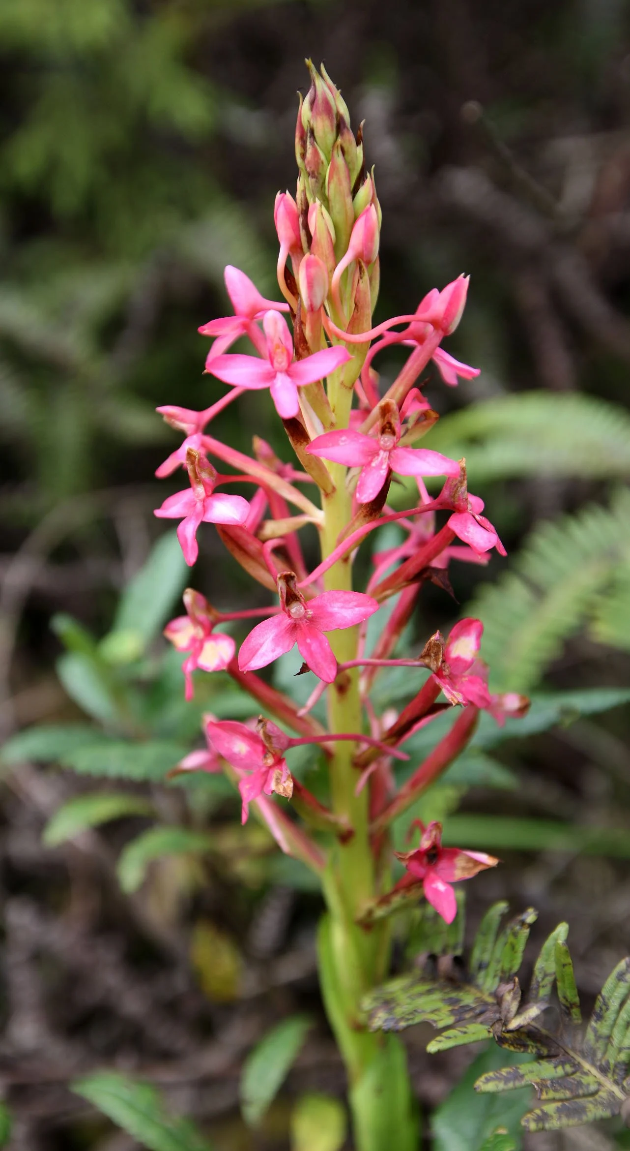 NYUNGWE NATIONAL PARK RWANDA 2 (59).JPG