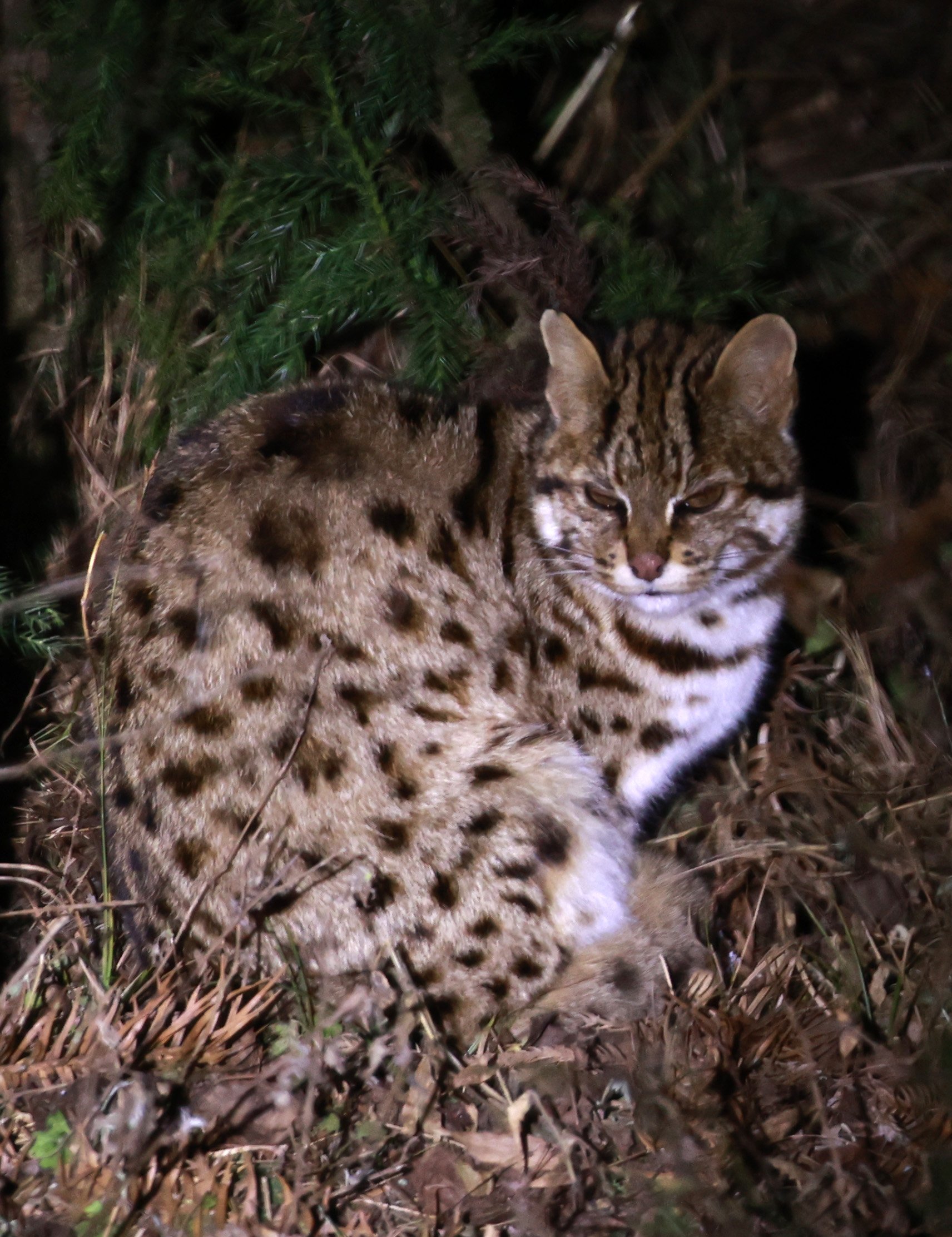 Mainland Leopard Cat (Prionailurus bengalensis) Tangjiahe National Nature Reserve, Sichuan China (16).jpg