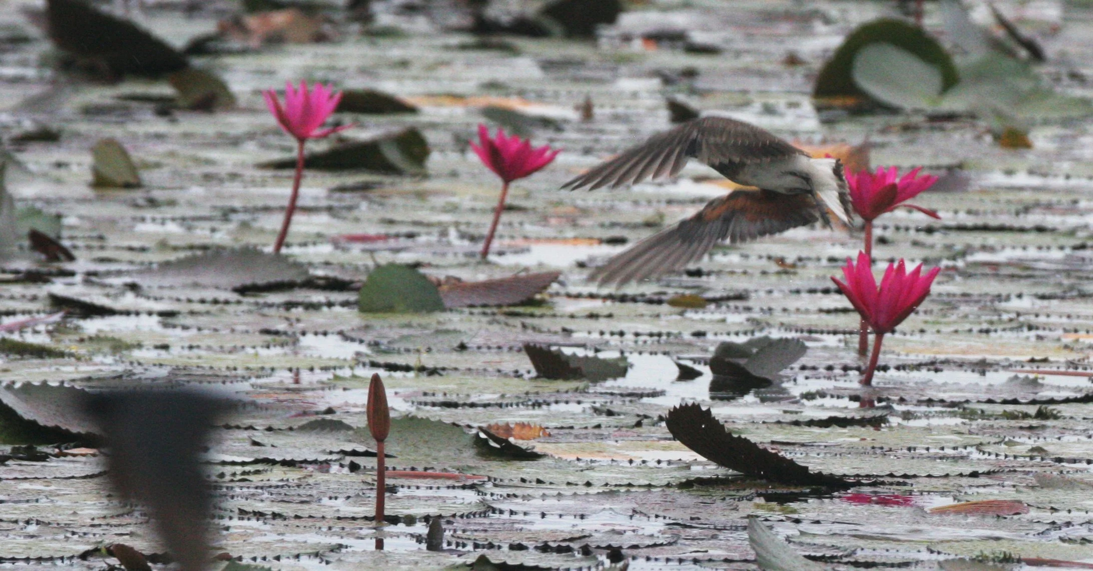 PRATINCOLE - ORIENTAL PRATINCOLE - Glaveola maldivarum -  BUENG BORAPHET THAILAND (7).JPG