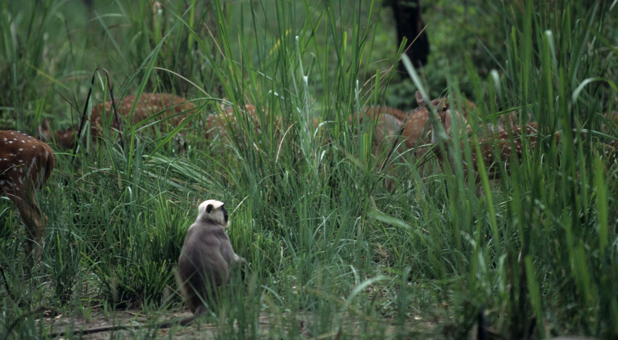 PRIMATE - LANGUR SPECIES - CHITWAN NEPAL B.jpg