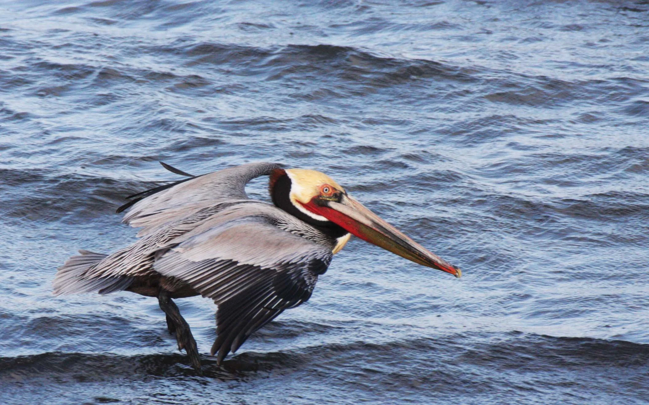 Pelecanus occidentalis - BROWN PELICAN - SAN IGNACIO LAGOON BAJA MEXICO (58).JPG