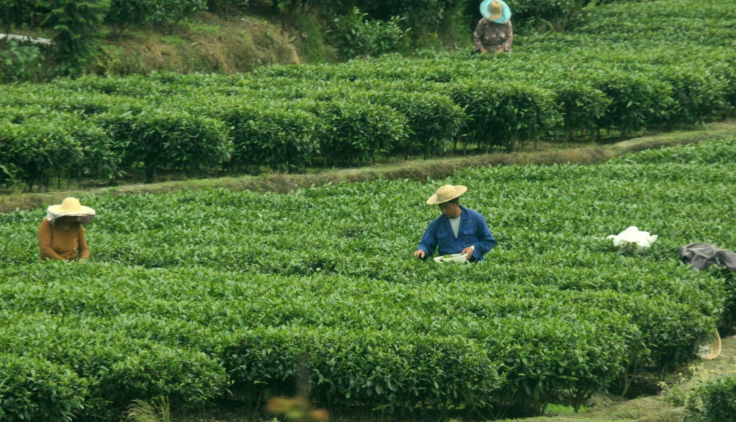 CHENGDU CHINA - TEA PLANTATIONS.JPG