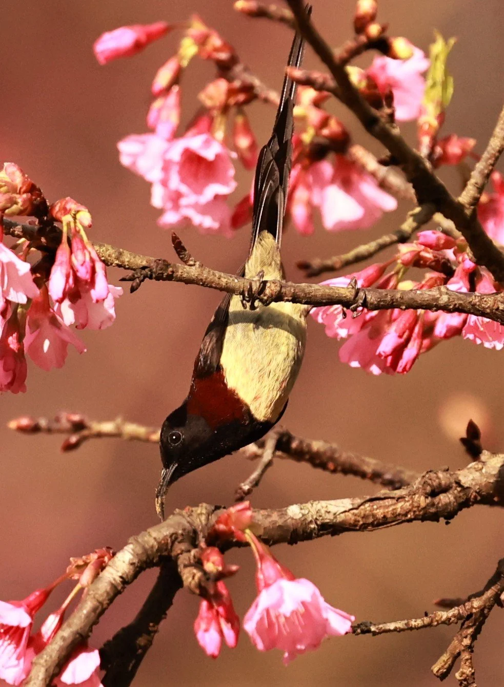 SUNBIRD - BLACK-THROATED SUNBIRD - Aethopyga saturata - DOI ANG KHANG CHIANG MAI DEC 2022 (14).jpg