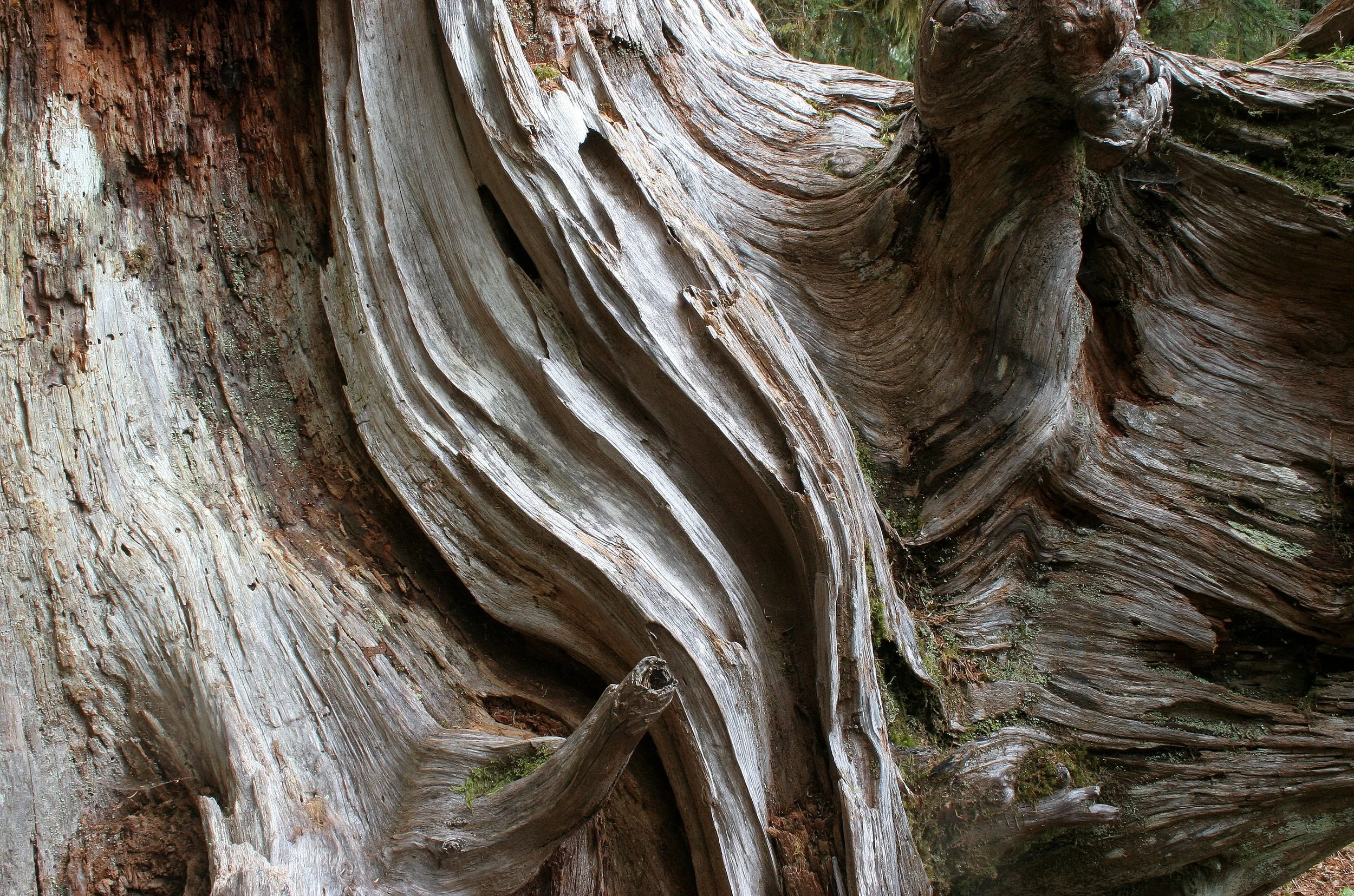 HOH RIVER VALLEY - HALL OF MOSSES (25).JPG