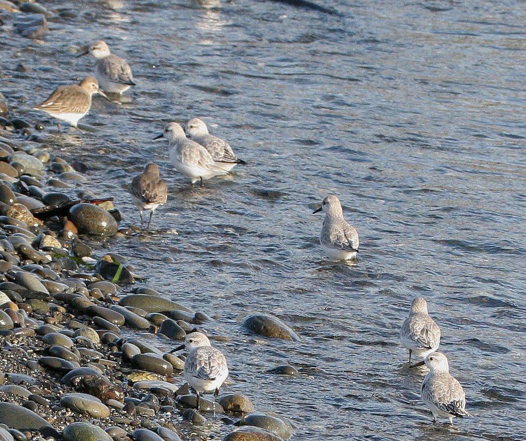 BIRD - SANDERLINGS - EDIZ HOOK PA HARBOR (6).jpg