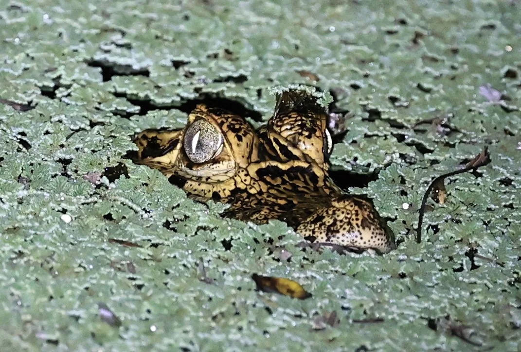 Yacare Caiman (Caiman yacare) Fortin Toledo Paraguay (4).jpg