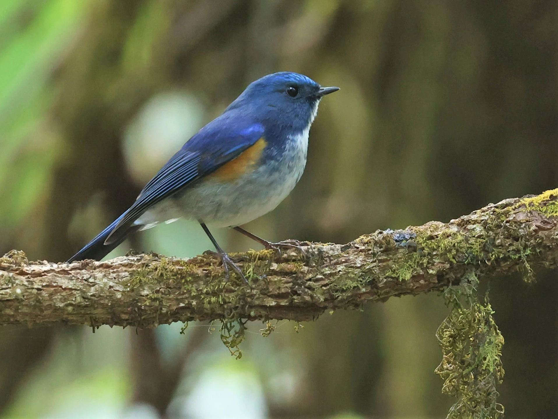 BLUETAIL - HIMALAYAN BLUETAIL - Tarsiger rufilatus - DOI PHA HOM POK NP DOI LANG EAST FEB 2022 (57).jpg