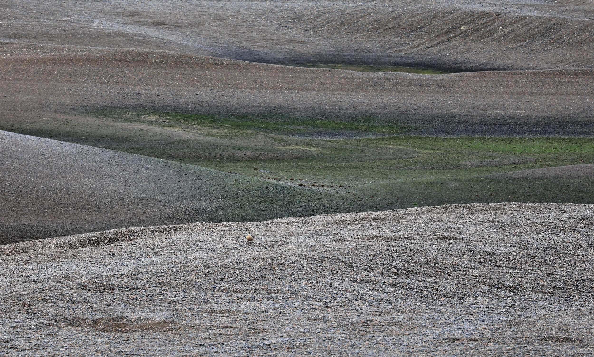 Valdes Peninsula, Chubut Province, Argentina Day 2 (214).jpg