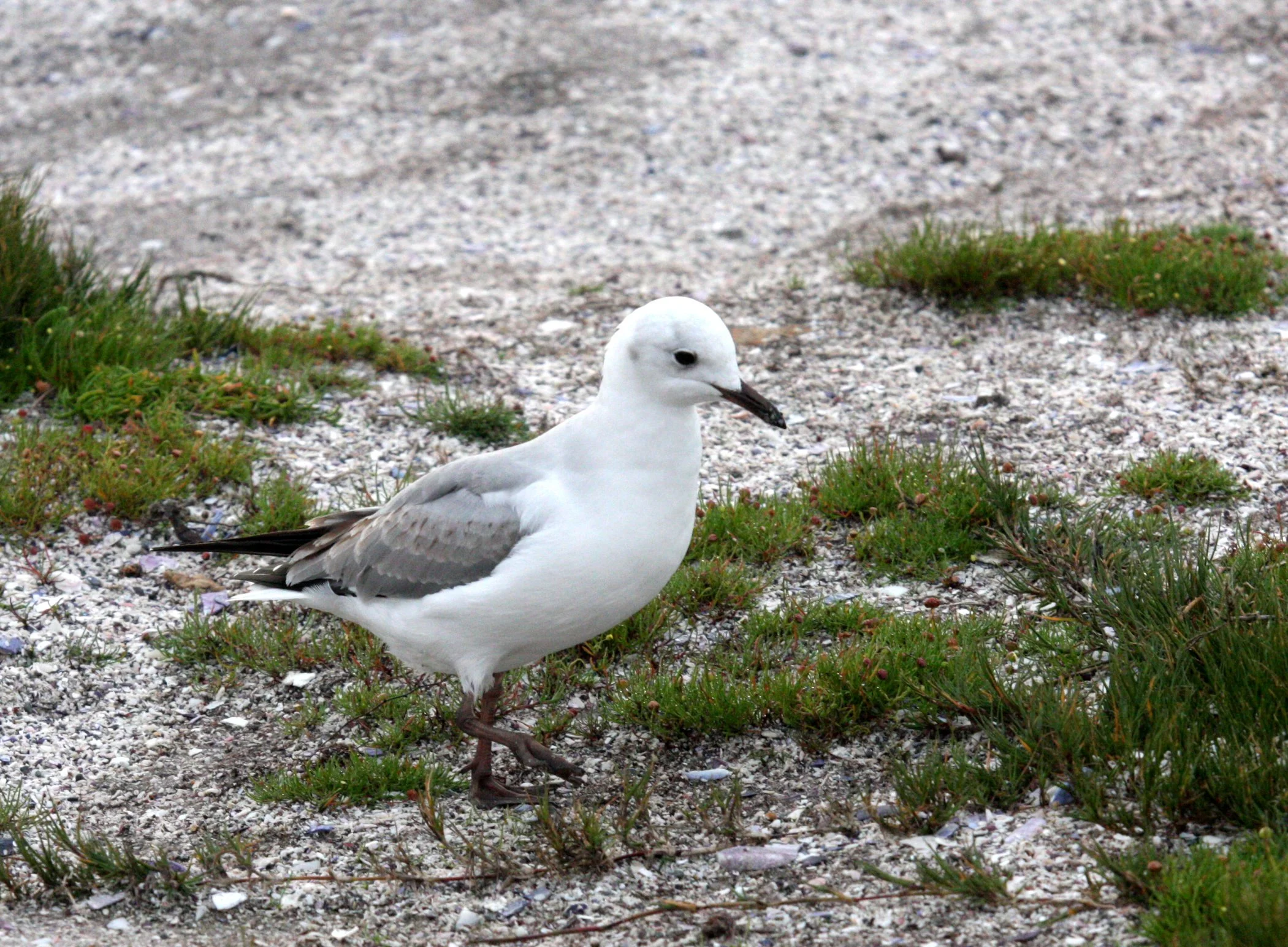 BIRD - GULL - HARTLAUB'S GULL - WEST COAST NATIONAL PARK SOUTH AFRICA (5).JPG