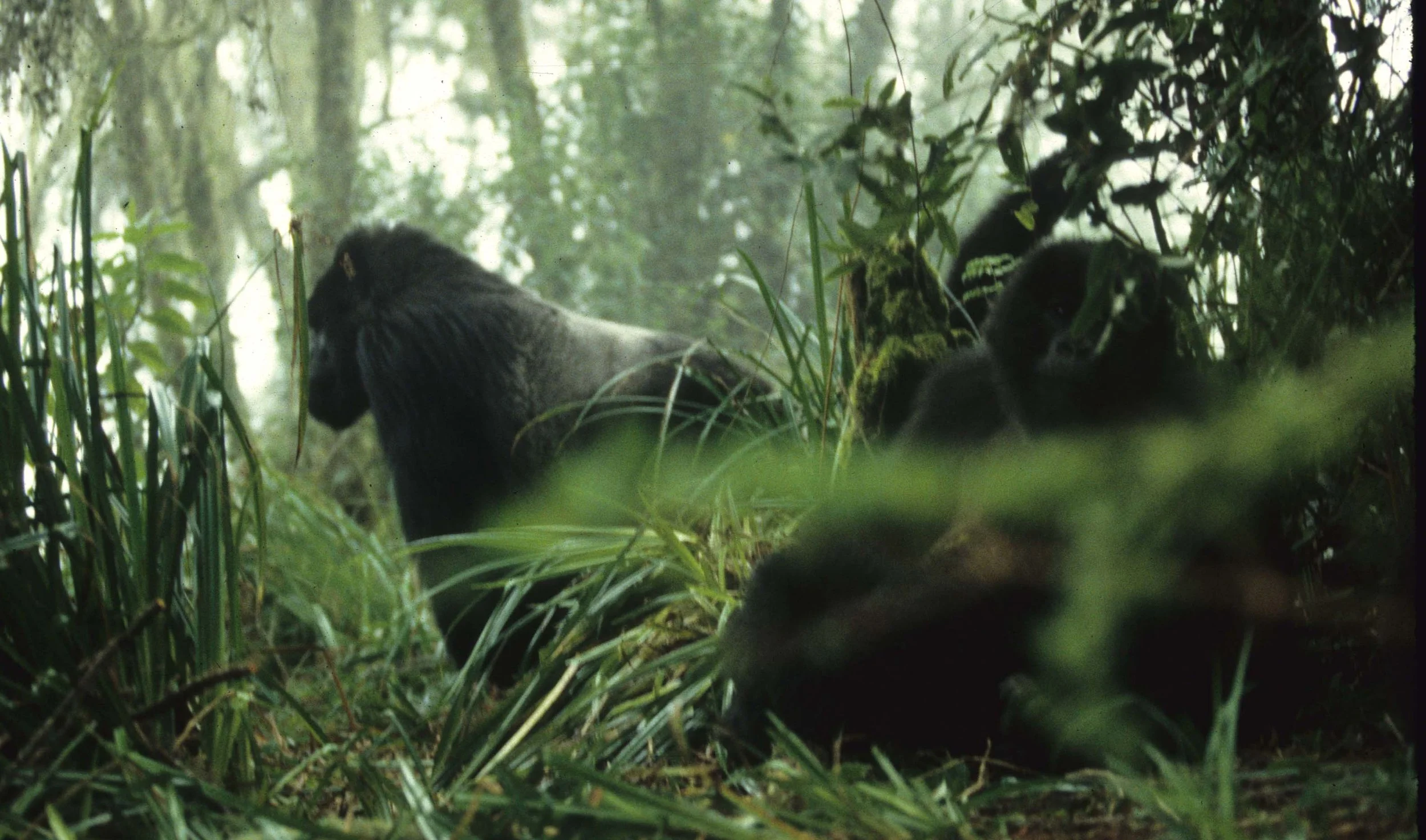 HOMINIDAE - Gorilla berengei berengei - MOUNTAIN GORILLA-RWANDA PARC DU VULCANS scanned slides (44).jpg