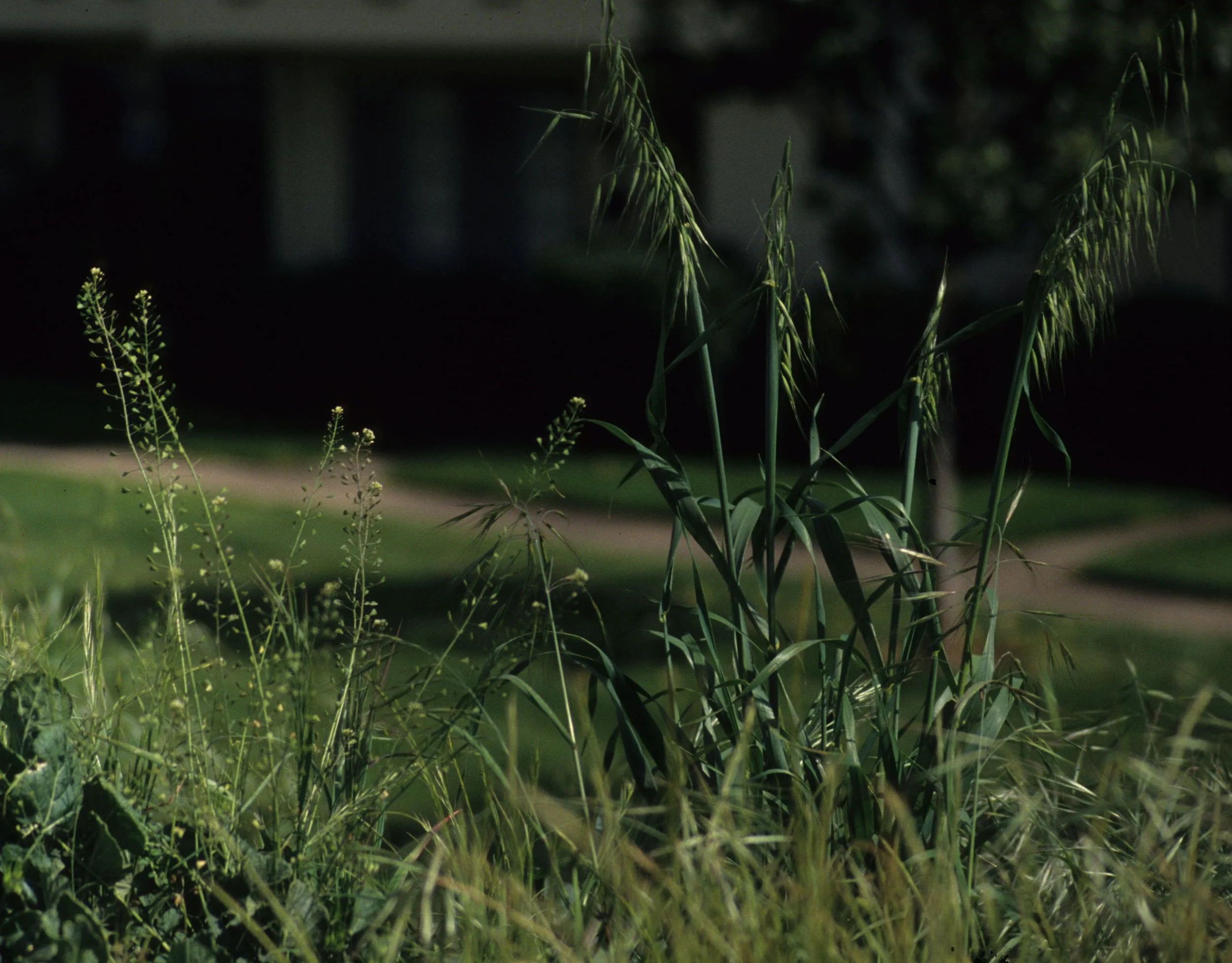 AMERICAN RIVER - GRASSES AND SHEPARDS PURSE NEAR OLD CONDO.jpg