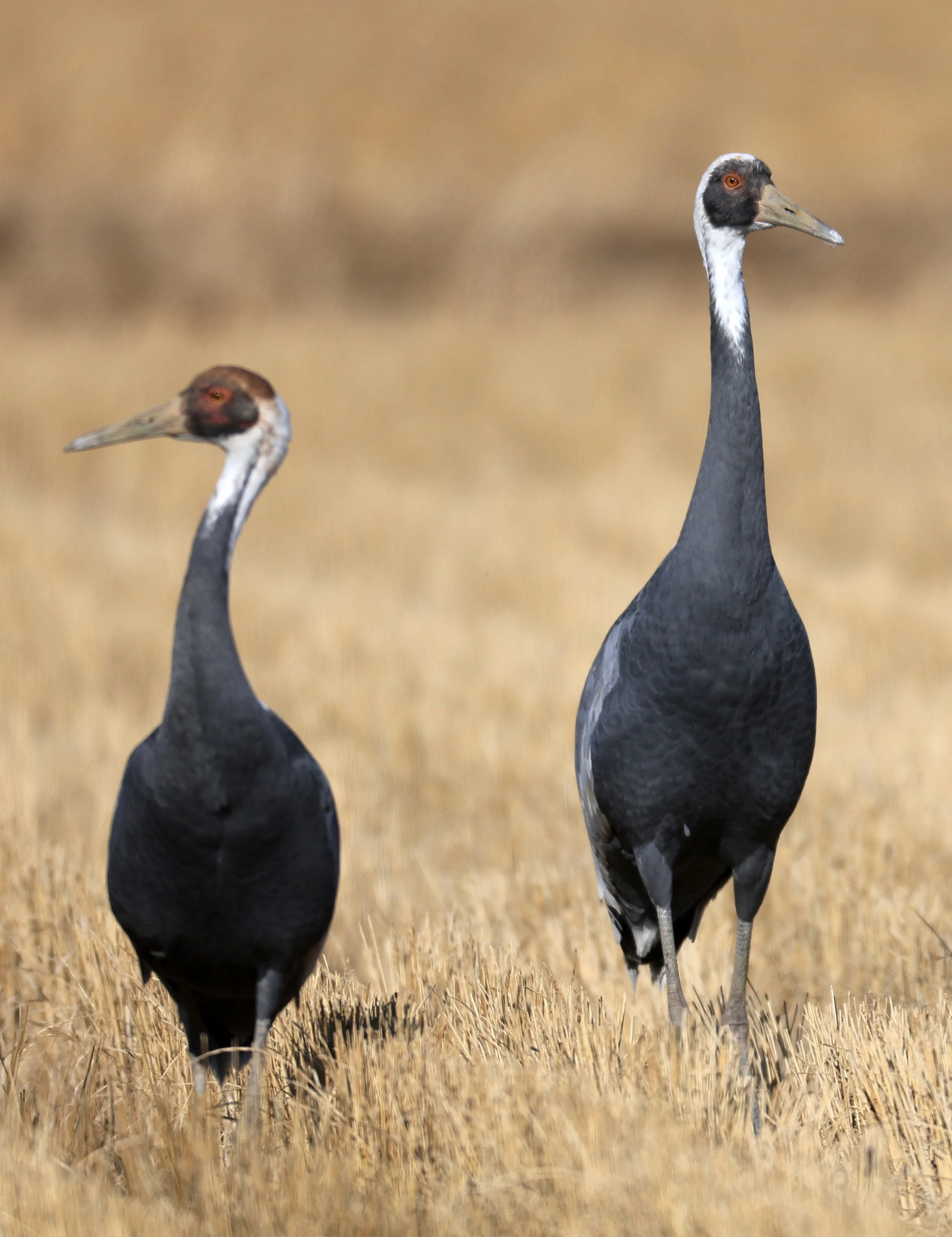 White-naped Crane (Antigone vipio) Izumi Crane Park & Center, Izumi Kagoshima Kyushu Japan  (24).jpg