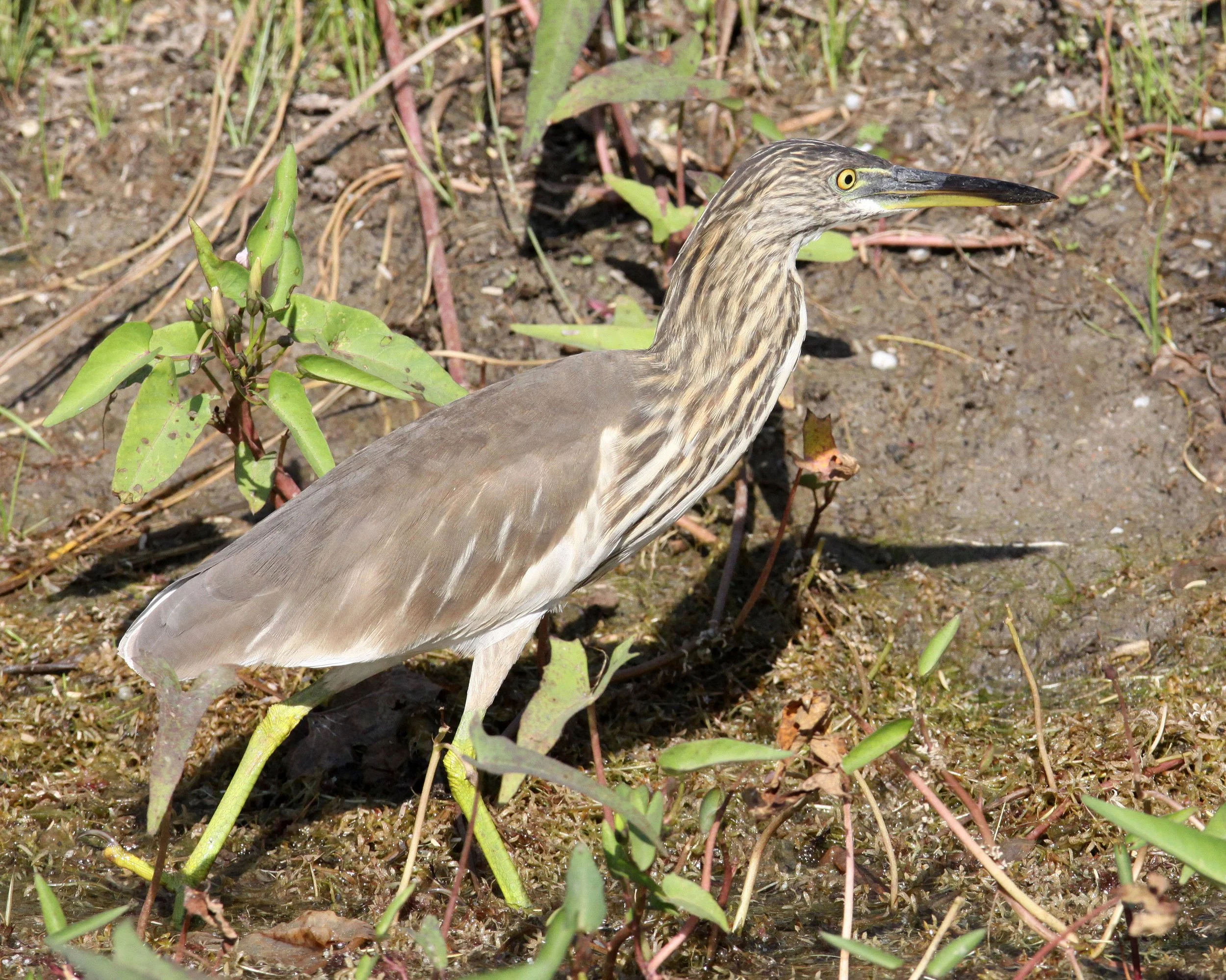 HERON - INDIAN POND HERON - Ardeola grayii - LITTLE RANN OF KUTCH GUJARAT INDIA (5).JPG