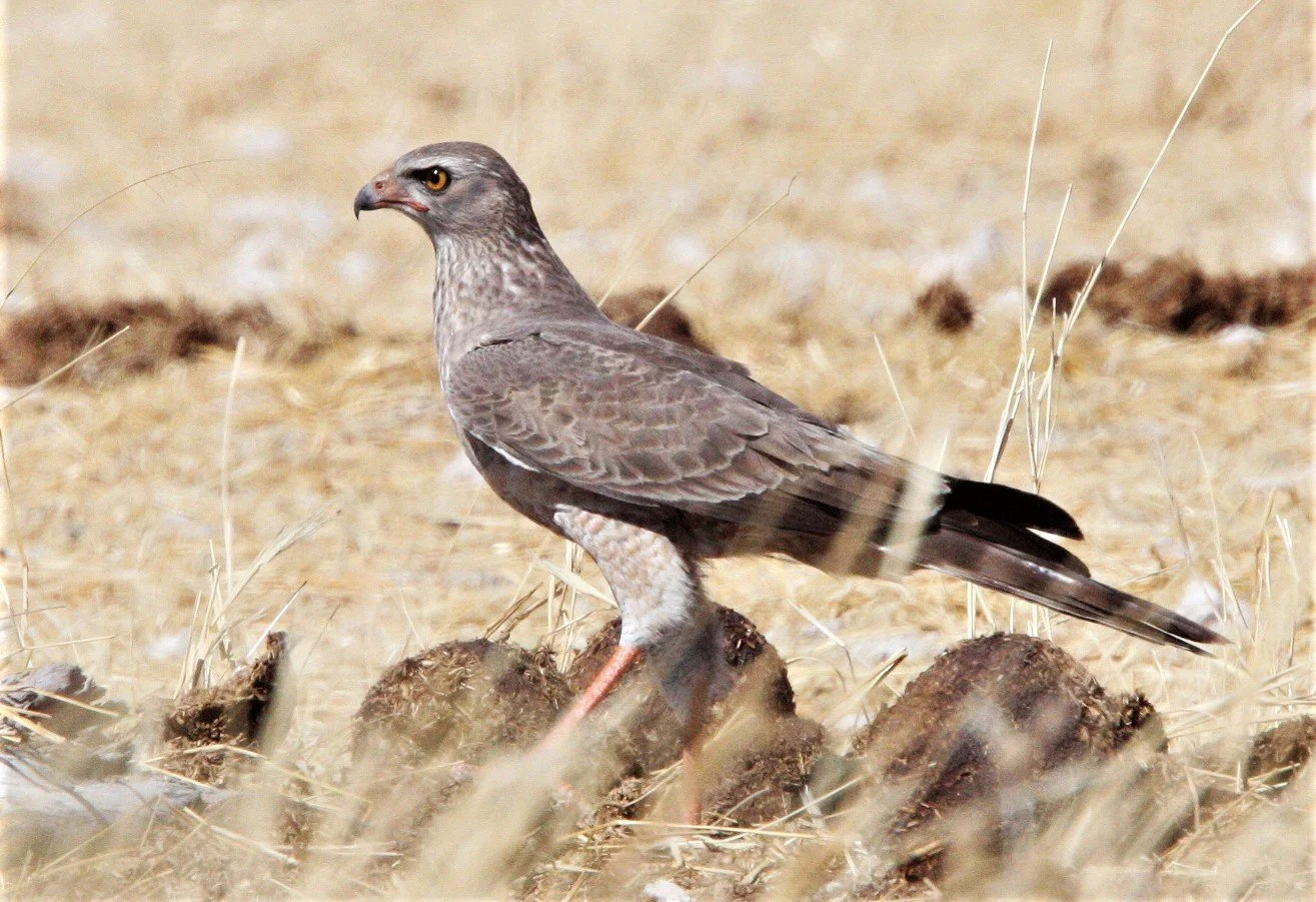 Melierax canorus - PALE CHANTING GOSHAWK - ETOSHA NATIONAL PARK NAMIBIA aa1 (1).jpg