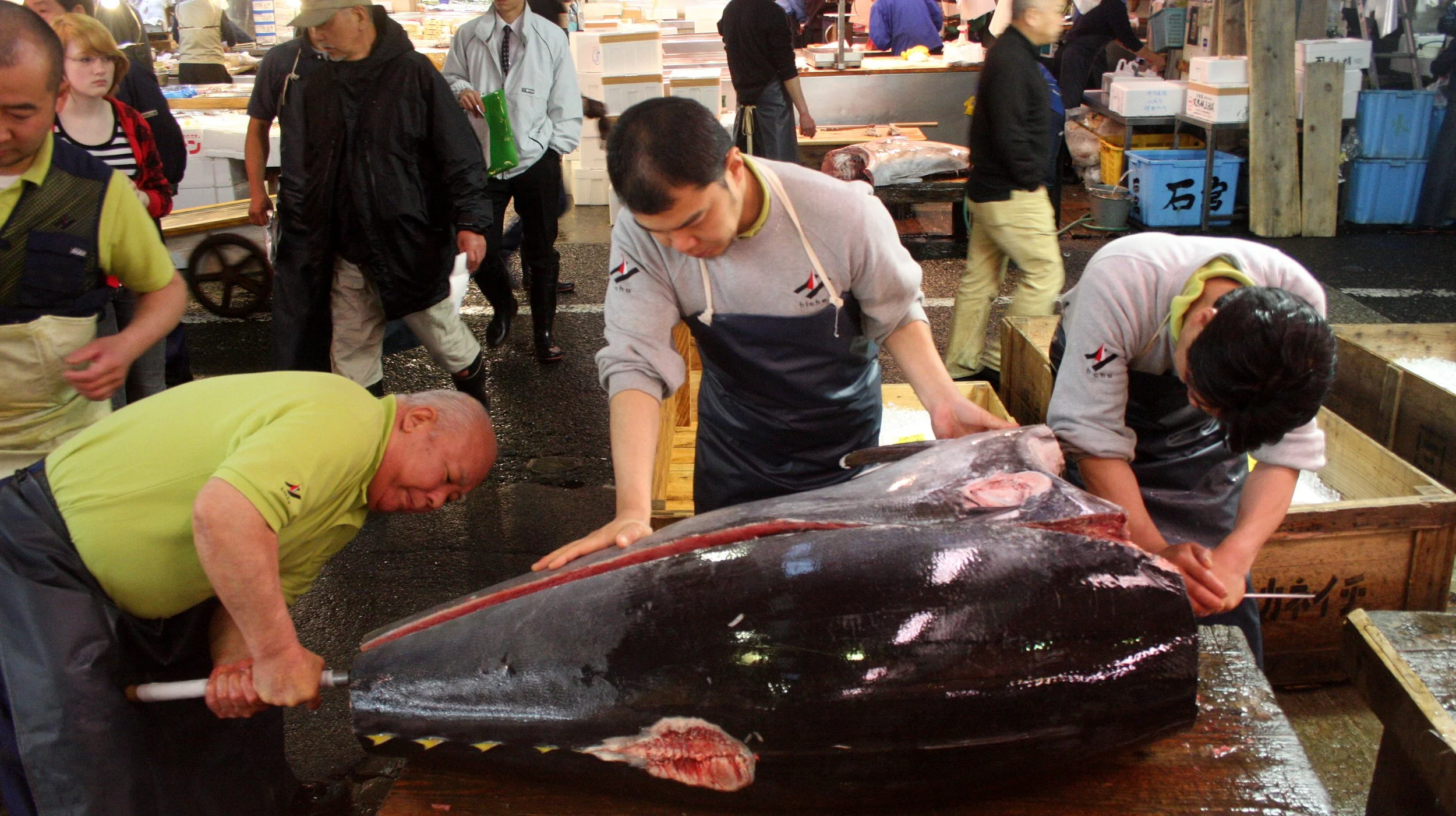 TOKYO - MAY 2009 - TSUKIJI MARKET (38).JPG