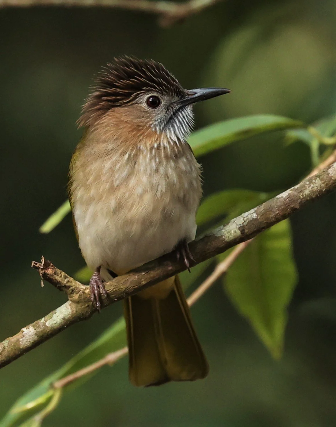 Mountain Bulbul (Ixos mcclellandii) Thailand — Coke Smith Wildlife