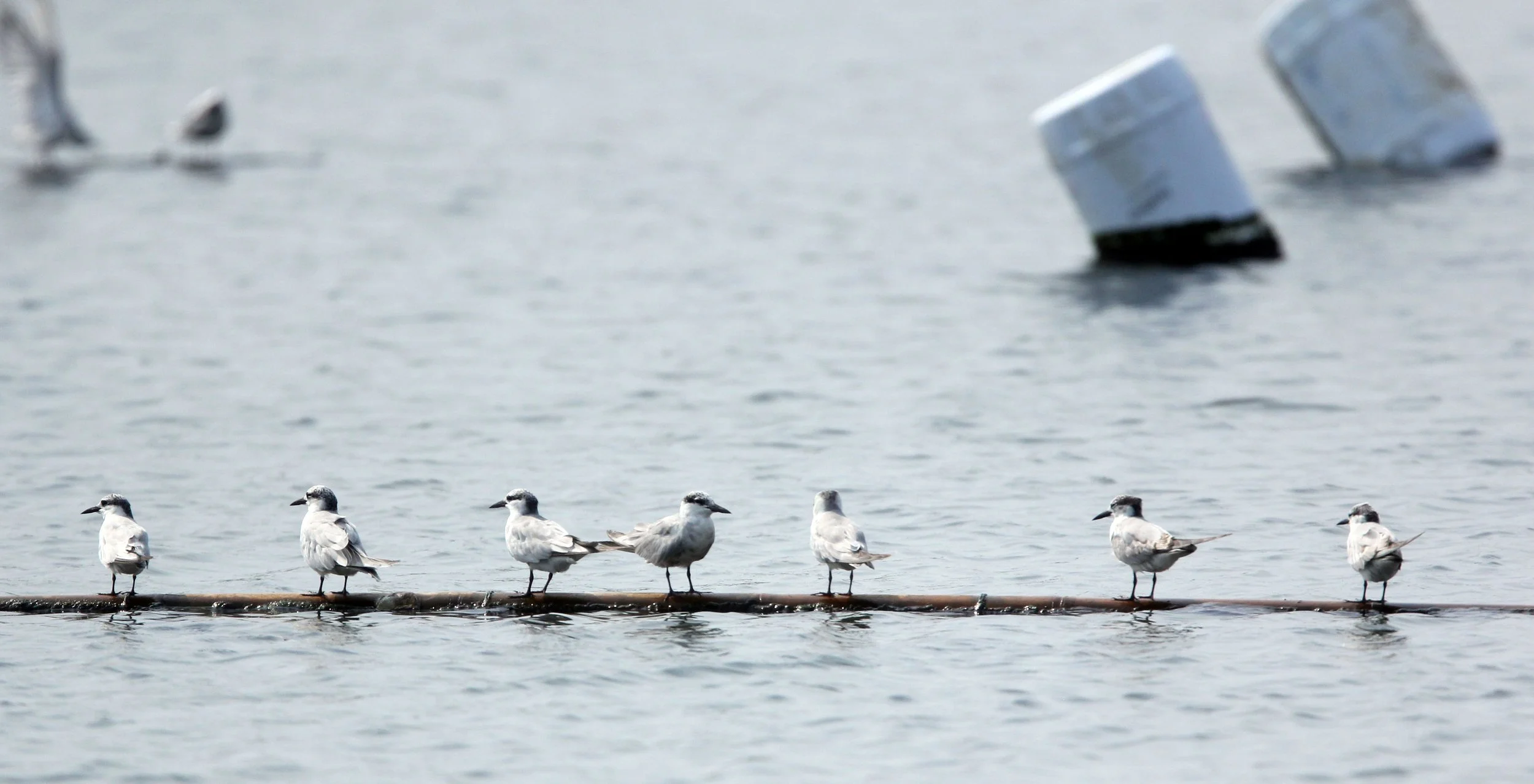 TERN - WHISKERED TERN - Chlidonias hybridus - KOK KHAM MACHACHAI - SALT PONDS - NEAR BANGKOK THAILAND (5).JPG