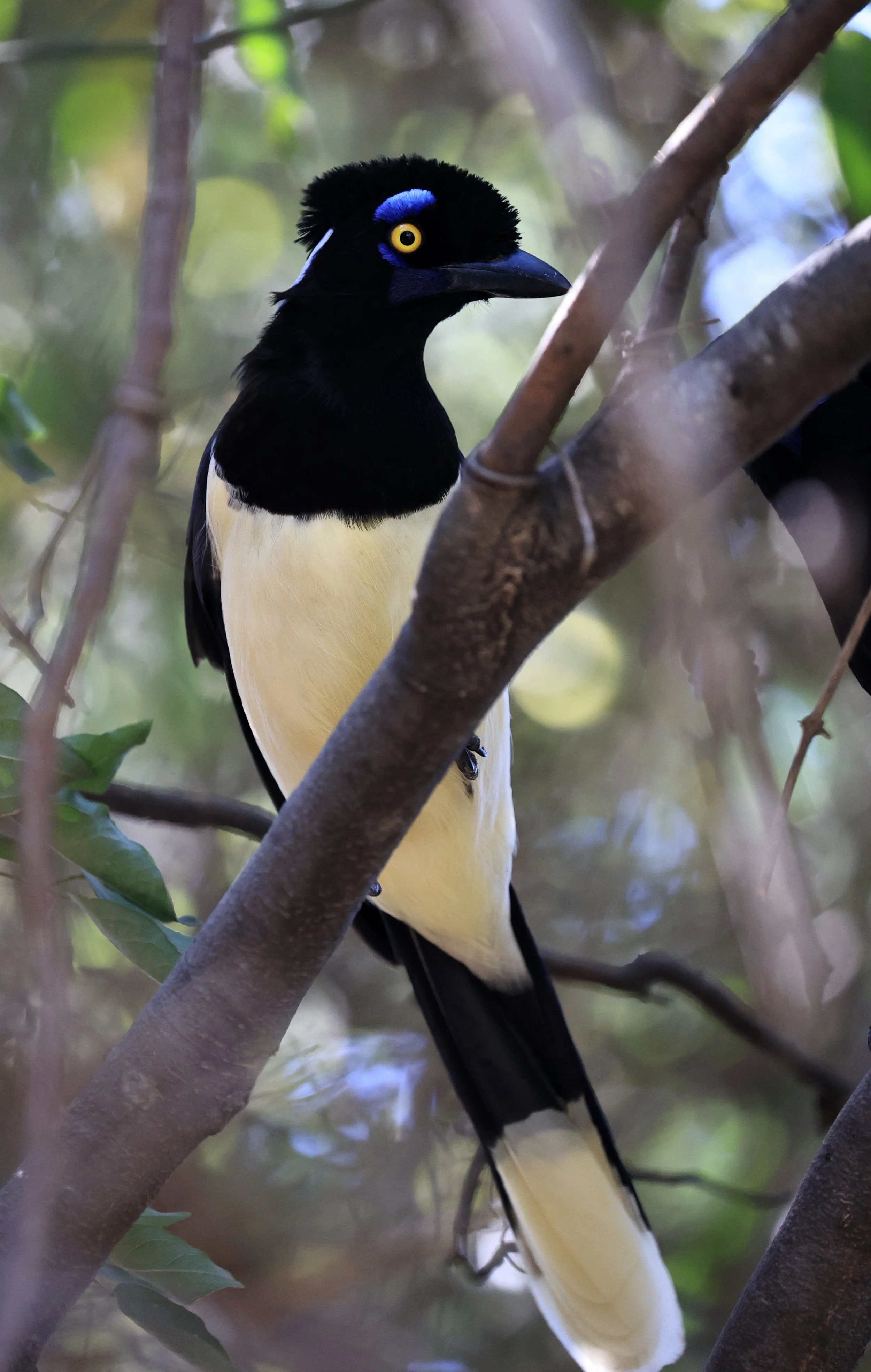 Plush-crested Jay (Cyanocorax chrysops) Agua Dulce Paraguay (7).jpg