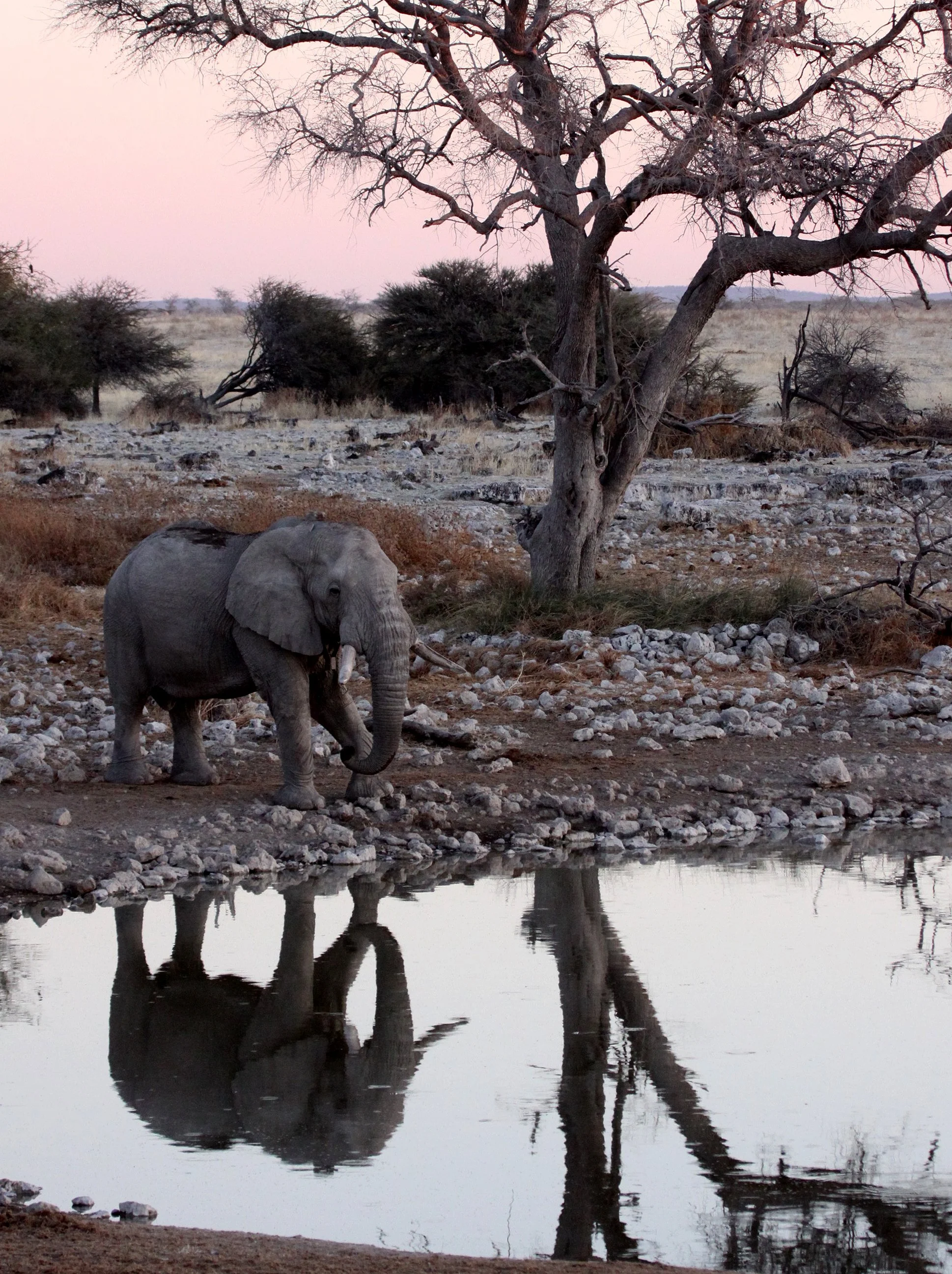 ELEPHANT - AFRICAN ELEPHANT - WHITE VARIETY - ETOSHA NATIONAL PARK NAMIBIA (52).JPG