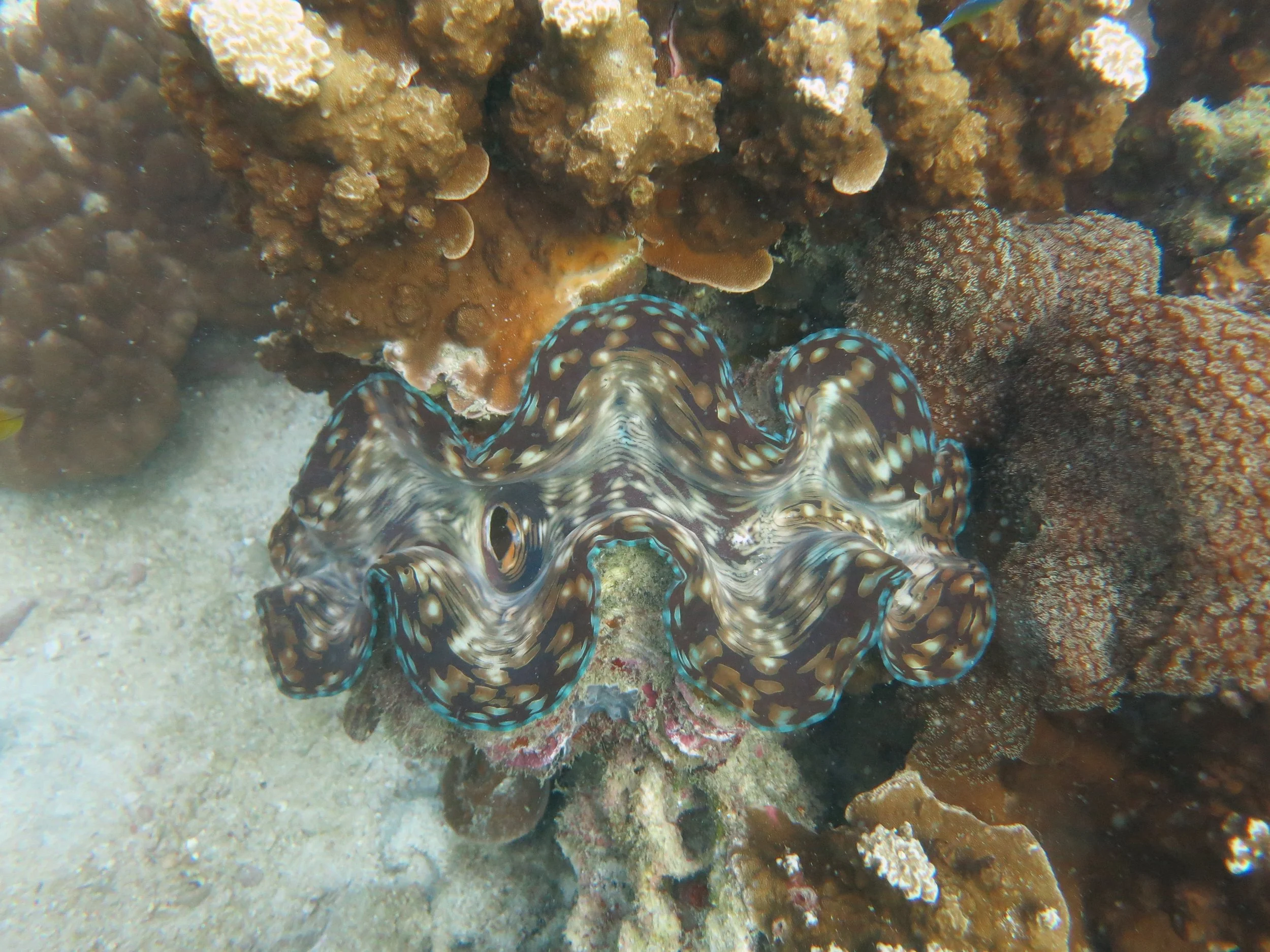 2016 BPS Satthahip Dive Trip with Marine Conservation Club (3).JPG