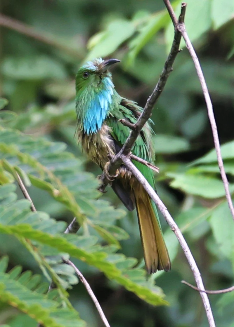 BEE-EATER - BLUE-BEARDED BEE-EATER - Nyctyornis amictus - KAENG KRACHAN NATIONAL PARK 16 OCT 2021 (45).jpg