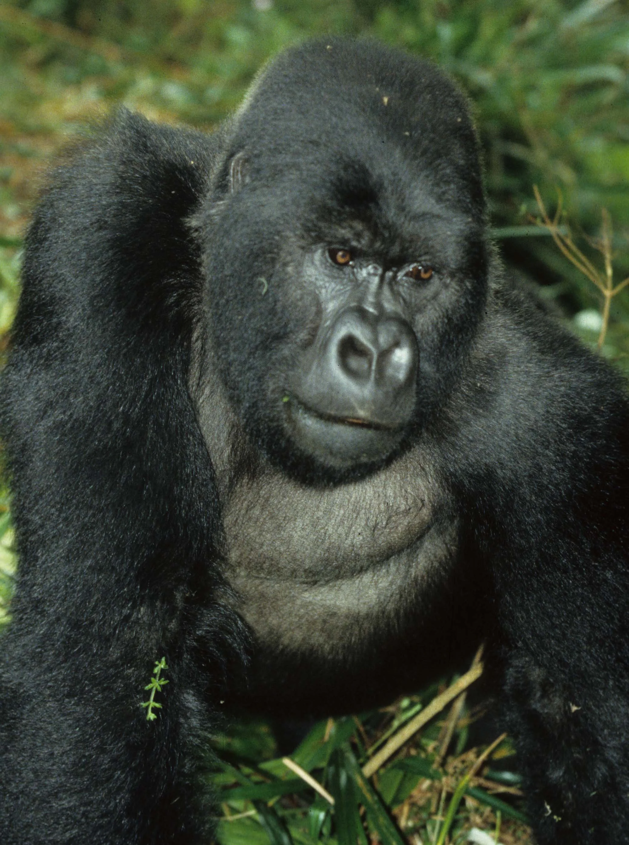 PRIMATE - GORILLA-RWANDA PARC DU VULCANS (101).jpg