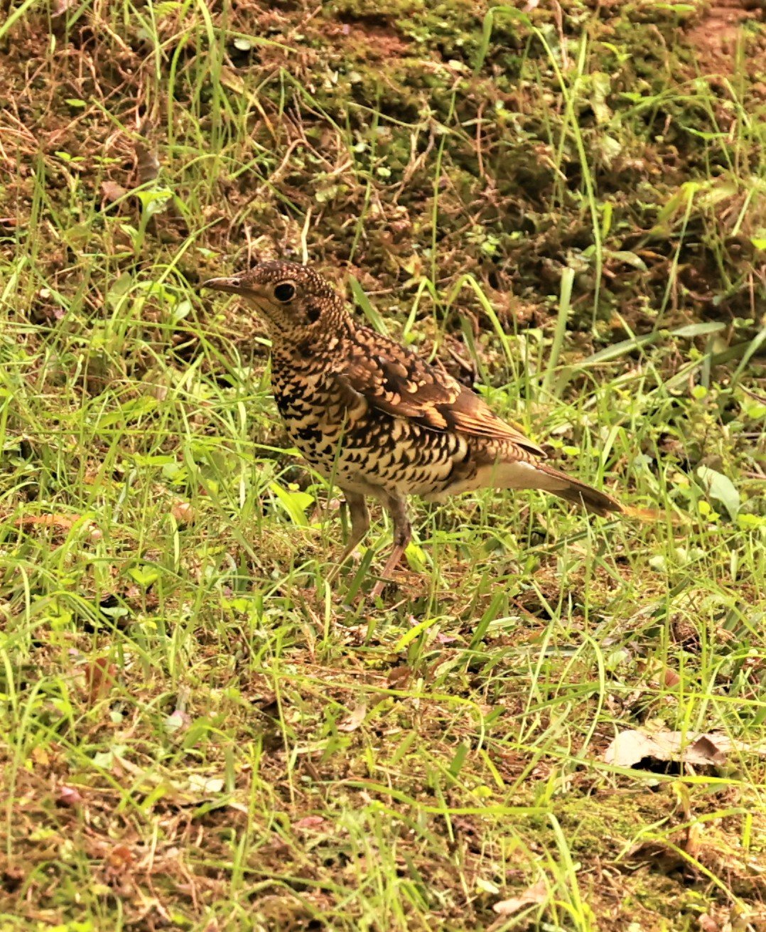 Scaly Thrush (Zoothera dauma) Doi Ang Kang Chiang Mai (2).jpg