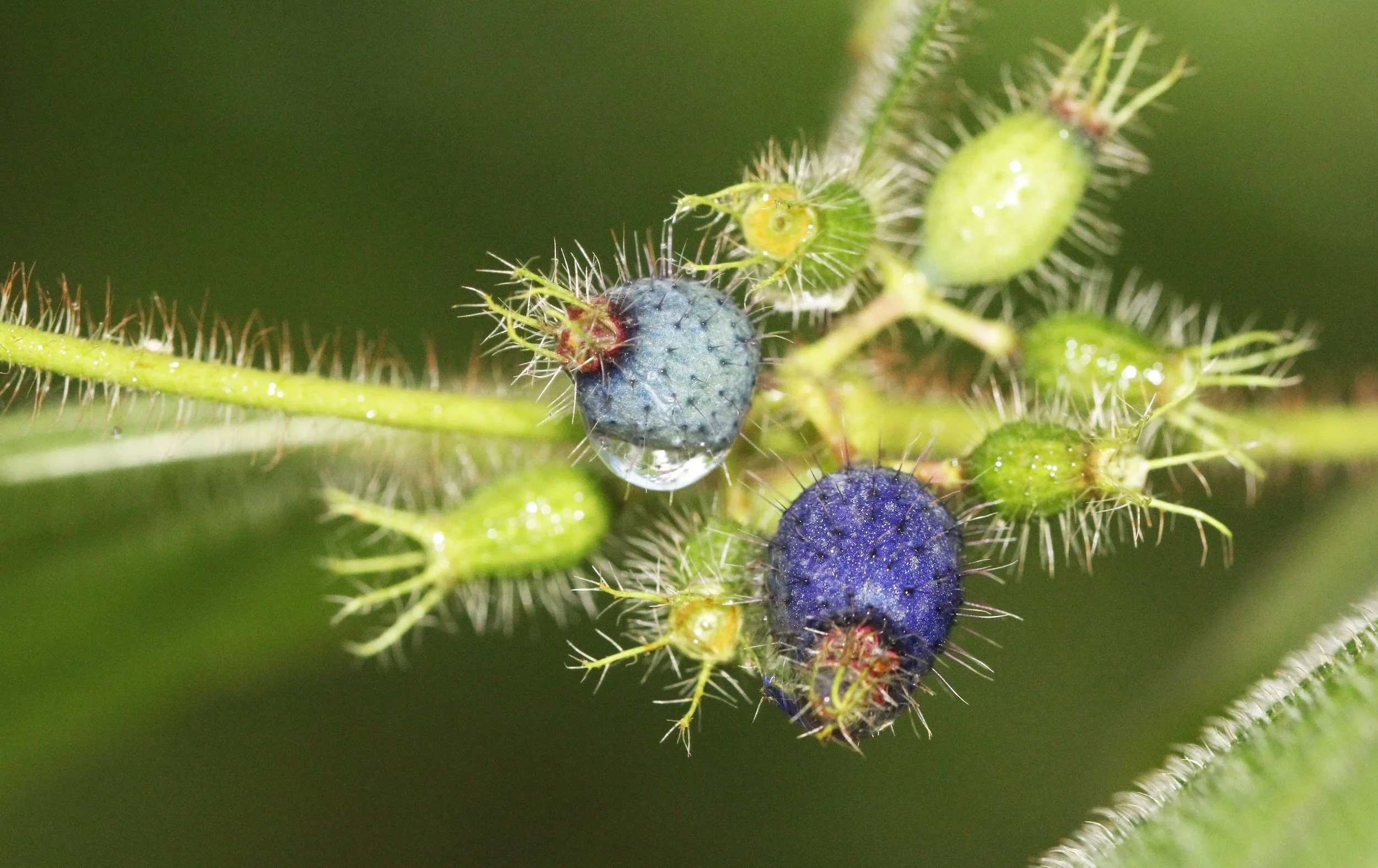 2013 in Nakhonsithammarat and some Krabi with Family (213).JPG