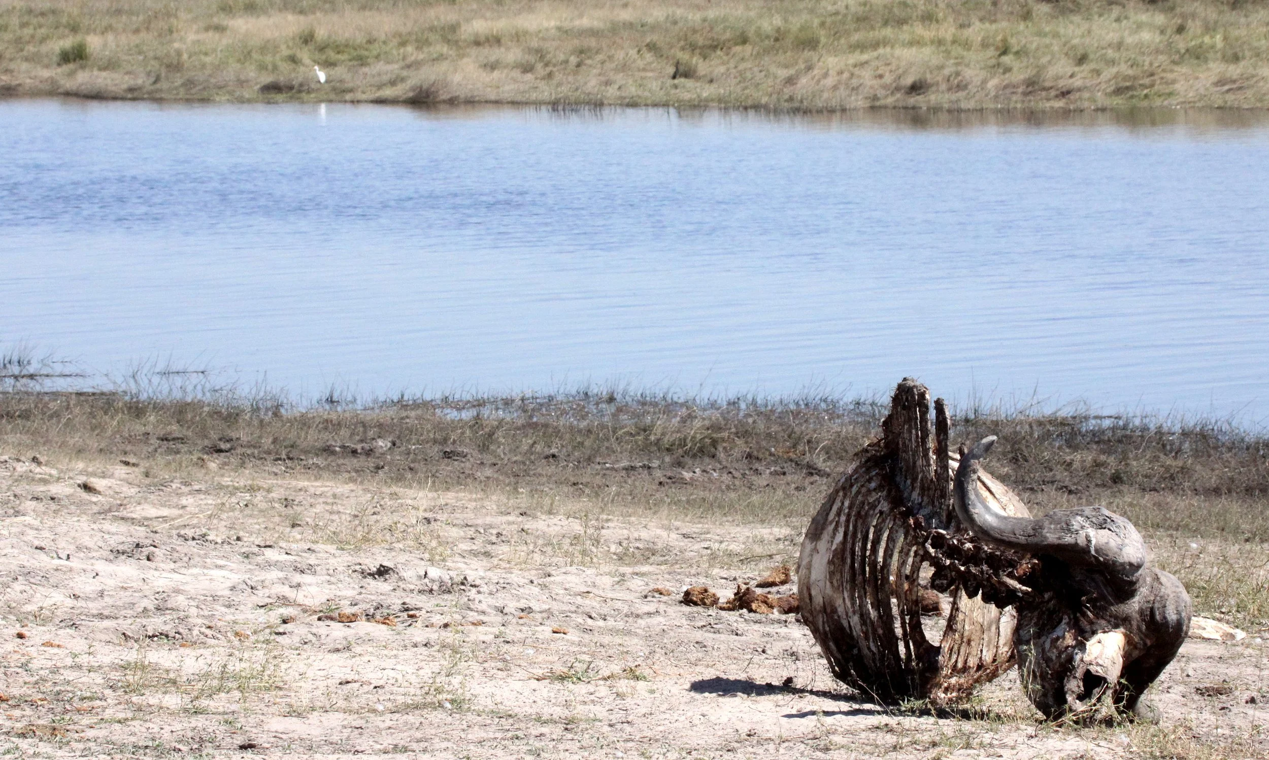 CHOBE NATIONAL PARK BOTSWANA - CAPE BUFFALO KILL.JPG