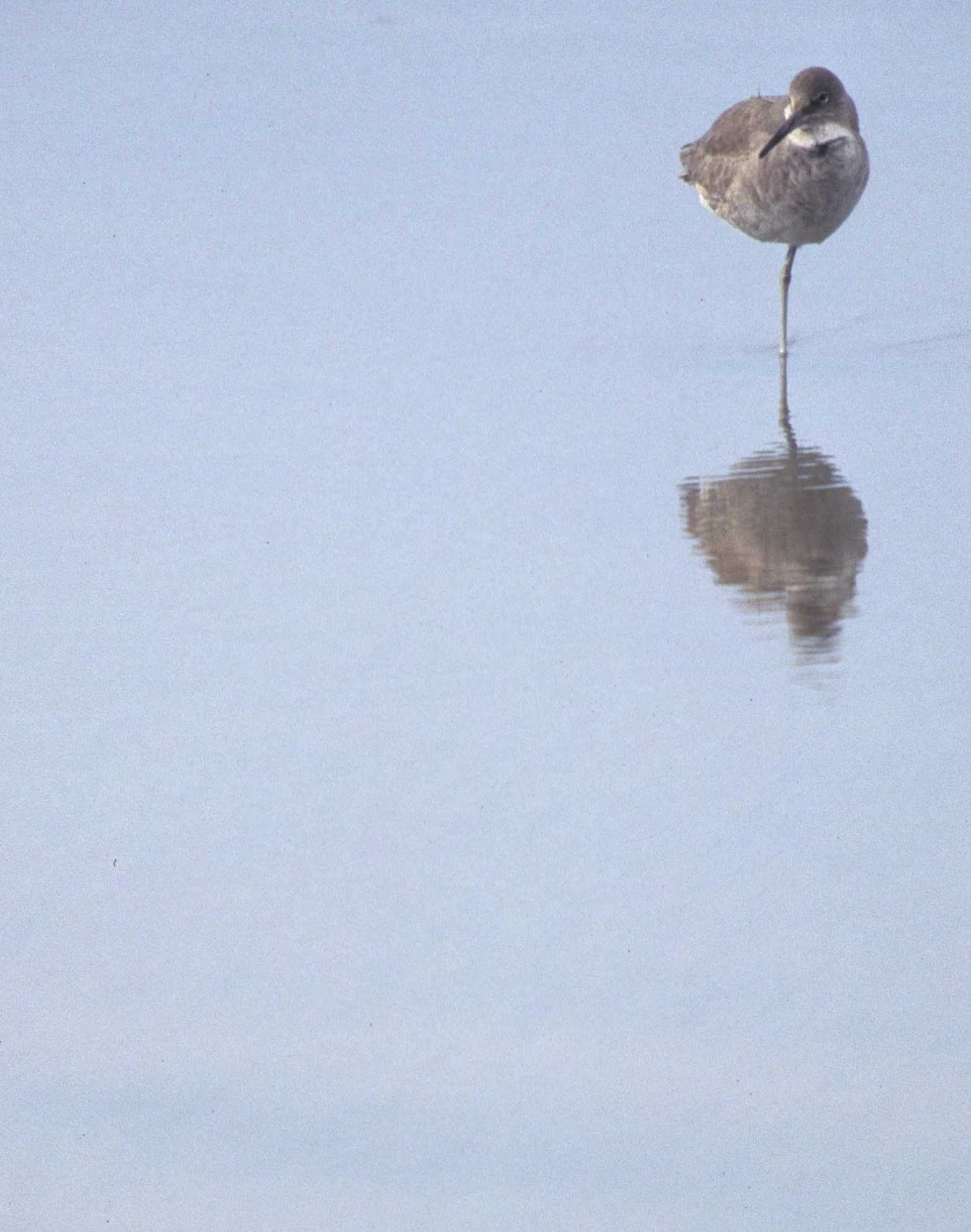 BIRD - WILLET - POINT REYES.jpg