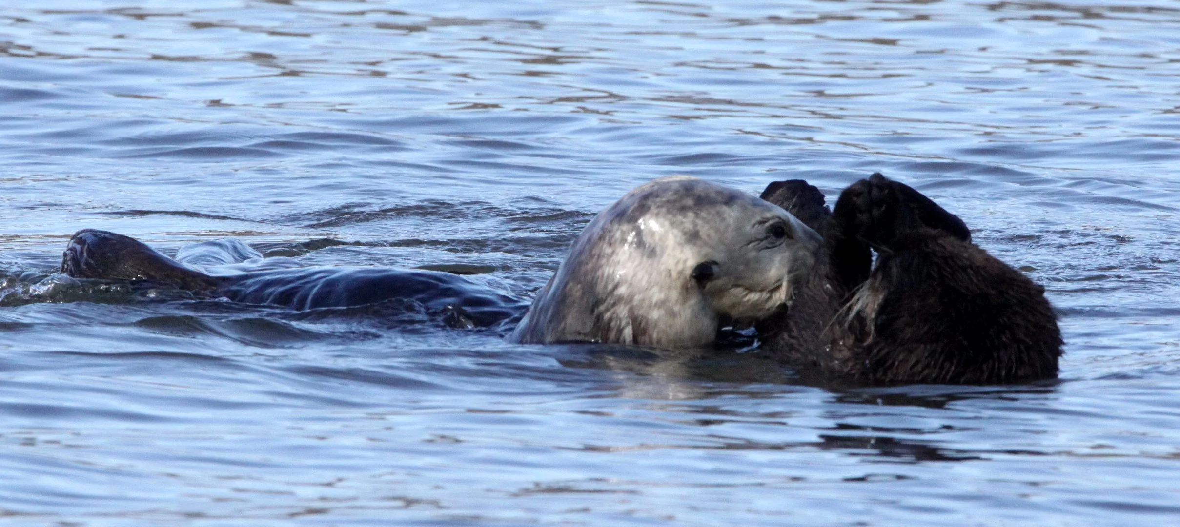Enhydra lutris nereis - CALIFORNIA (SOUTHERN) SEA OTTER - ELKHORN SLOUGH  WILDLIFE REFUGE CALIFORNIA (47).JPG
