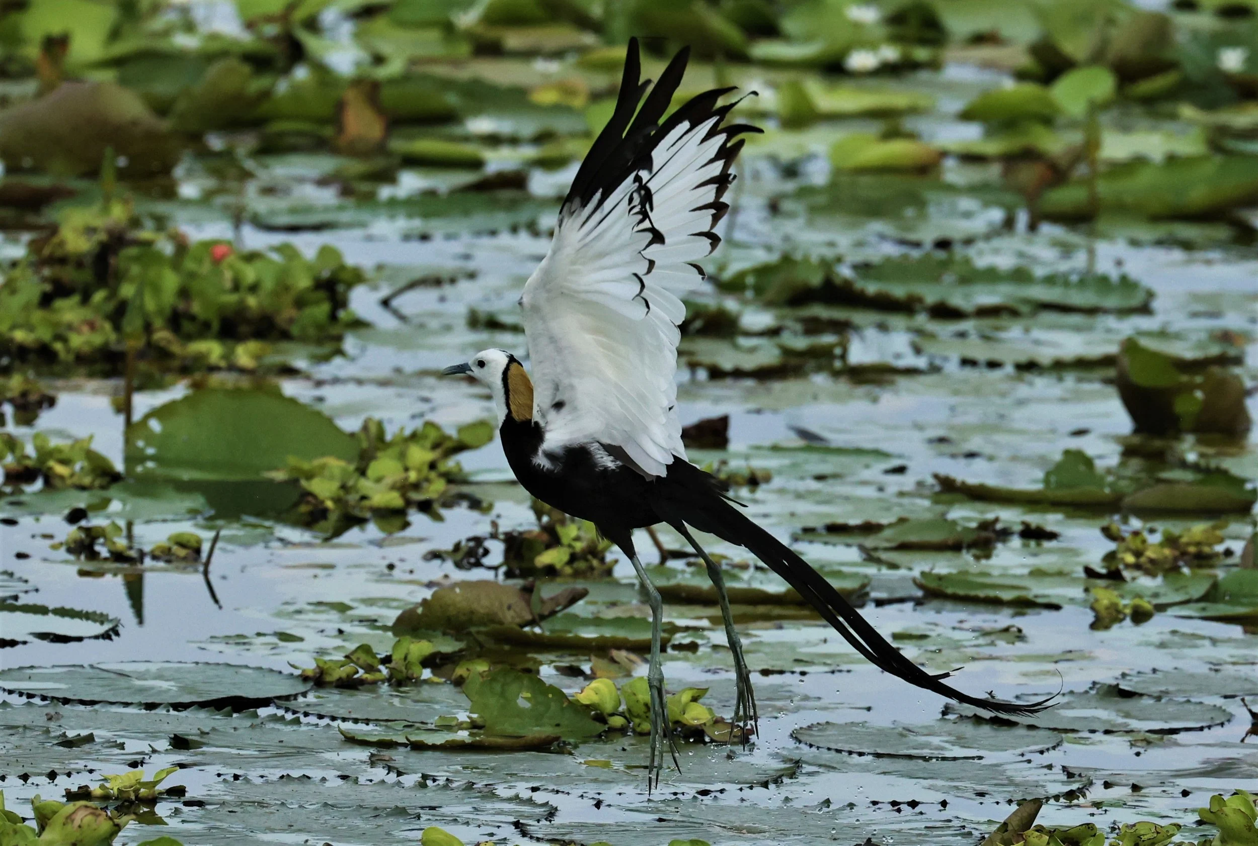 JACANA - PHEASANT-TAILED JACANA - Hydrophasianus chirurgus - BANG KHAEM WETLANDS NAKHON PAHTOM JUNE 3 2022 (1).jpg