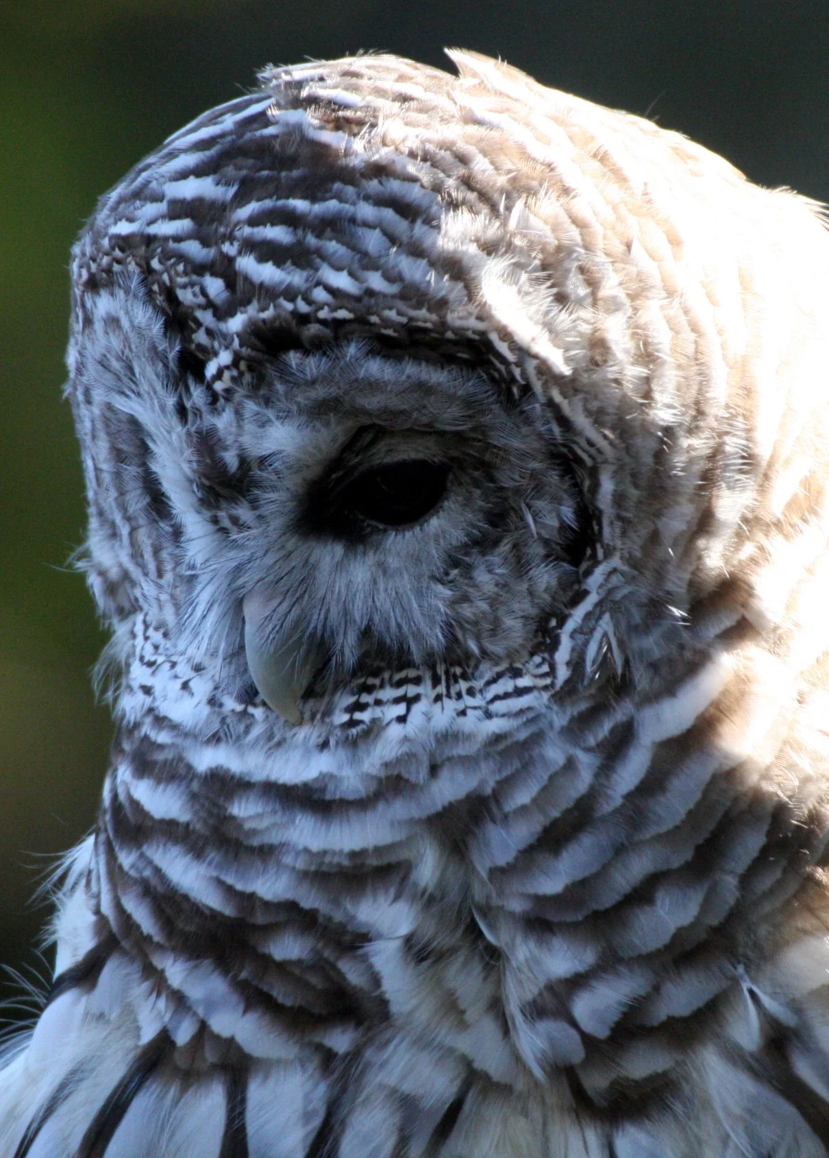 Strix varia - BARRED OWL - OLYMPIC RAPTOR CENTER WASHINGTON (26).JPG