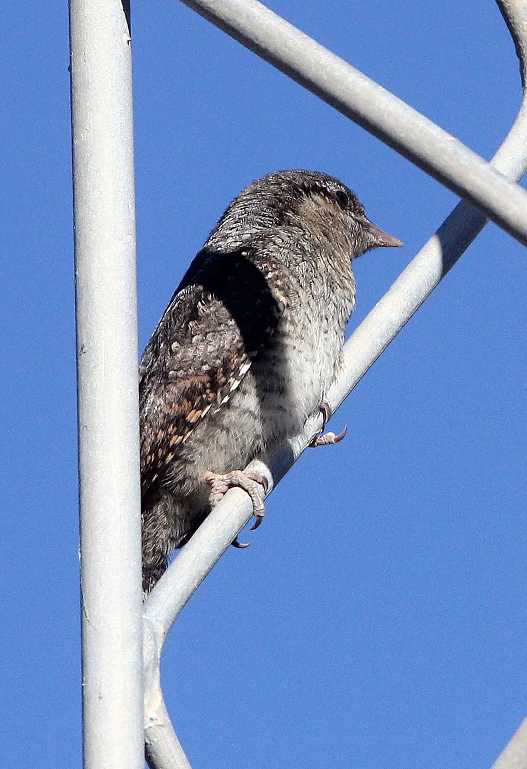 BIRD - WRYNECK - FEIJIA NATIONAL PARK TUNISIA (1).JPG