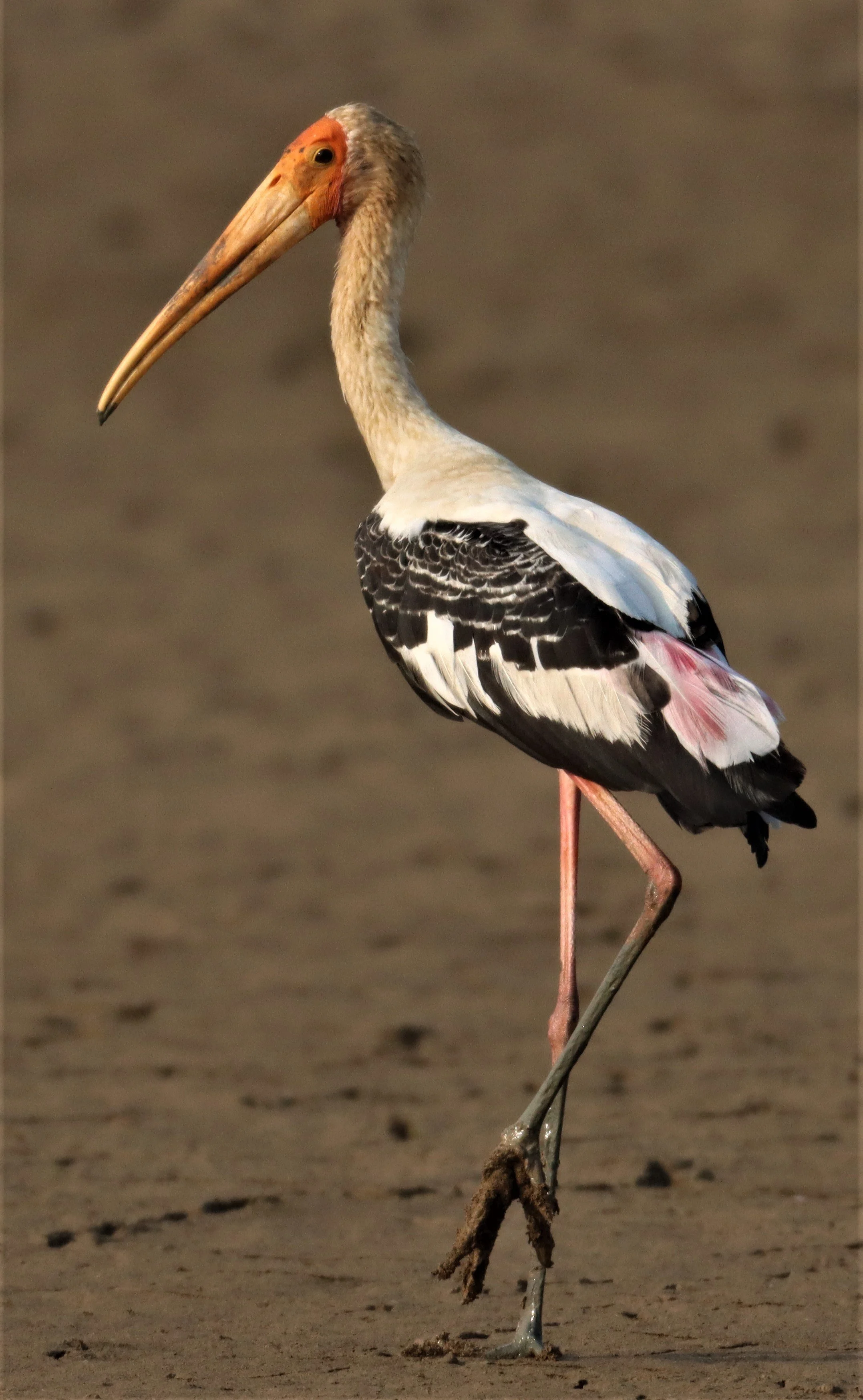STORK - PAINTED STORK - Mycteria leucocephala - BUENG BORAPHET (25).jpg