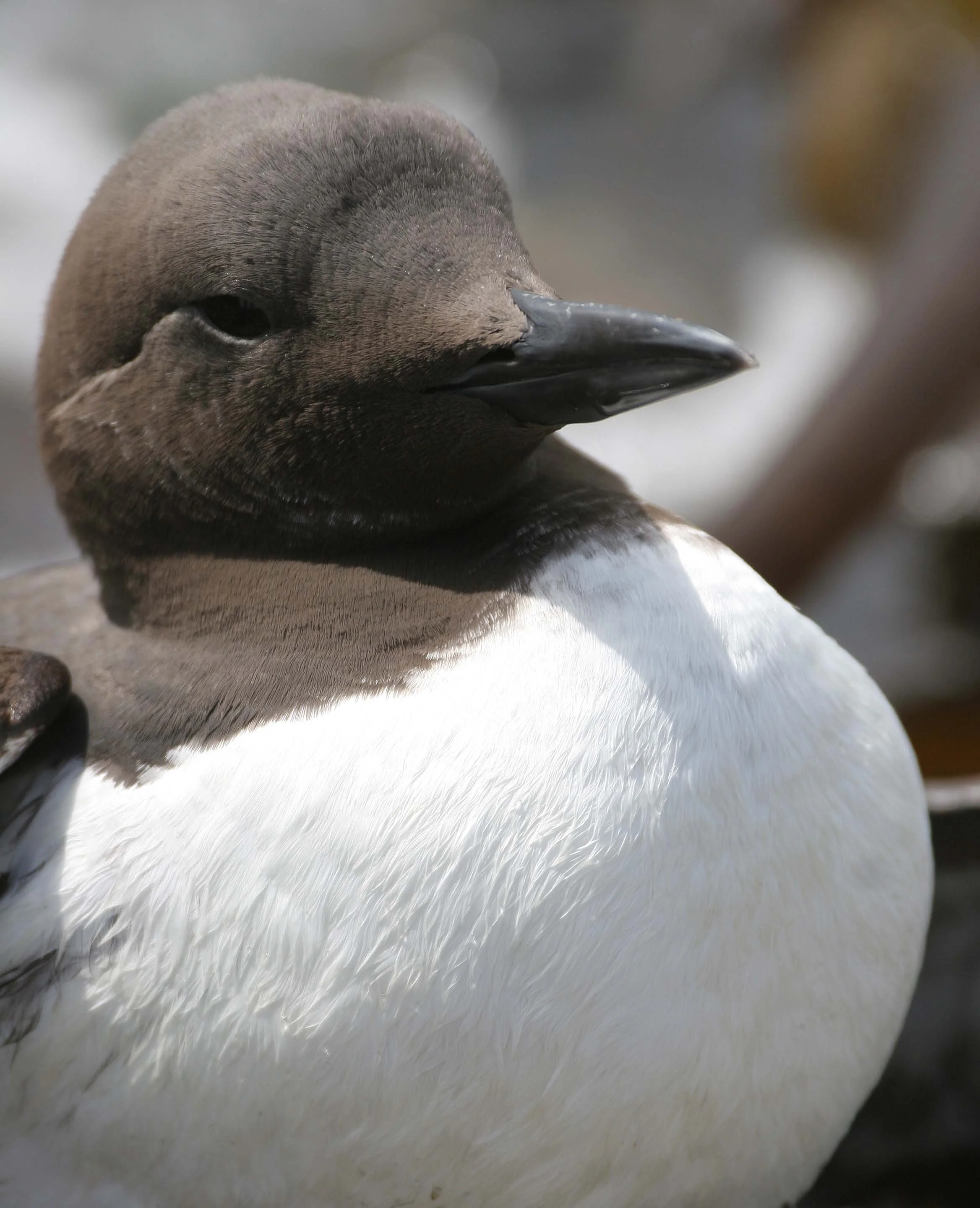 Uria aalge - COMMON MURRE - FRESHWATER BAY (8).jpg